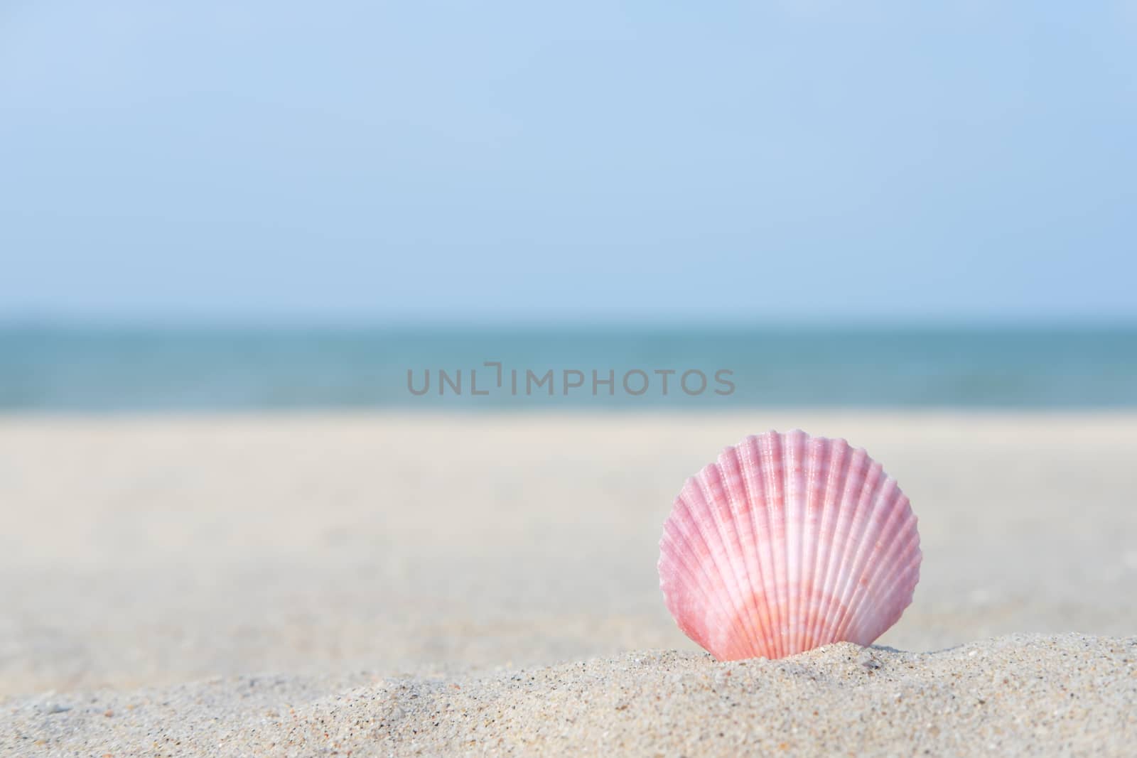 Shellfish on the sand  by feelartfeelant