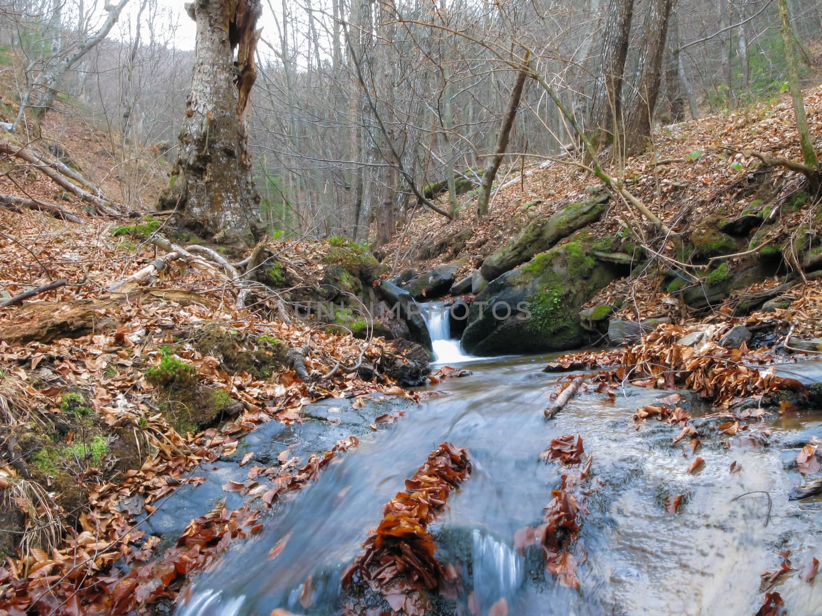 Small Waterfall in deep forest by Roberto