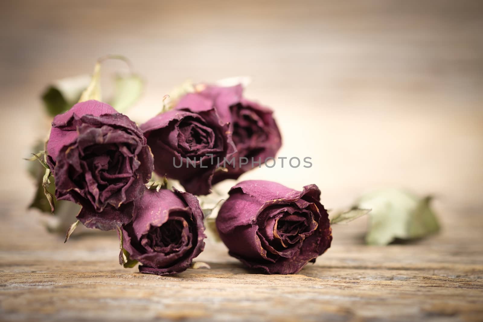 Dry roses on wood decay,  Selective focus.