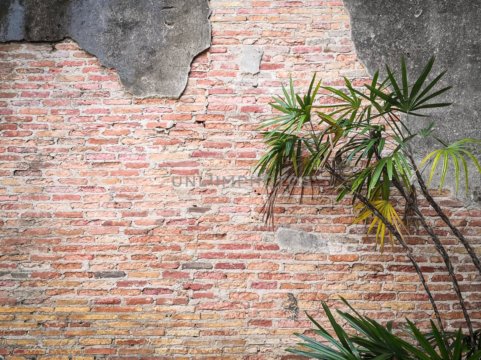 Green tree and old brown brick wall background.