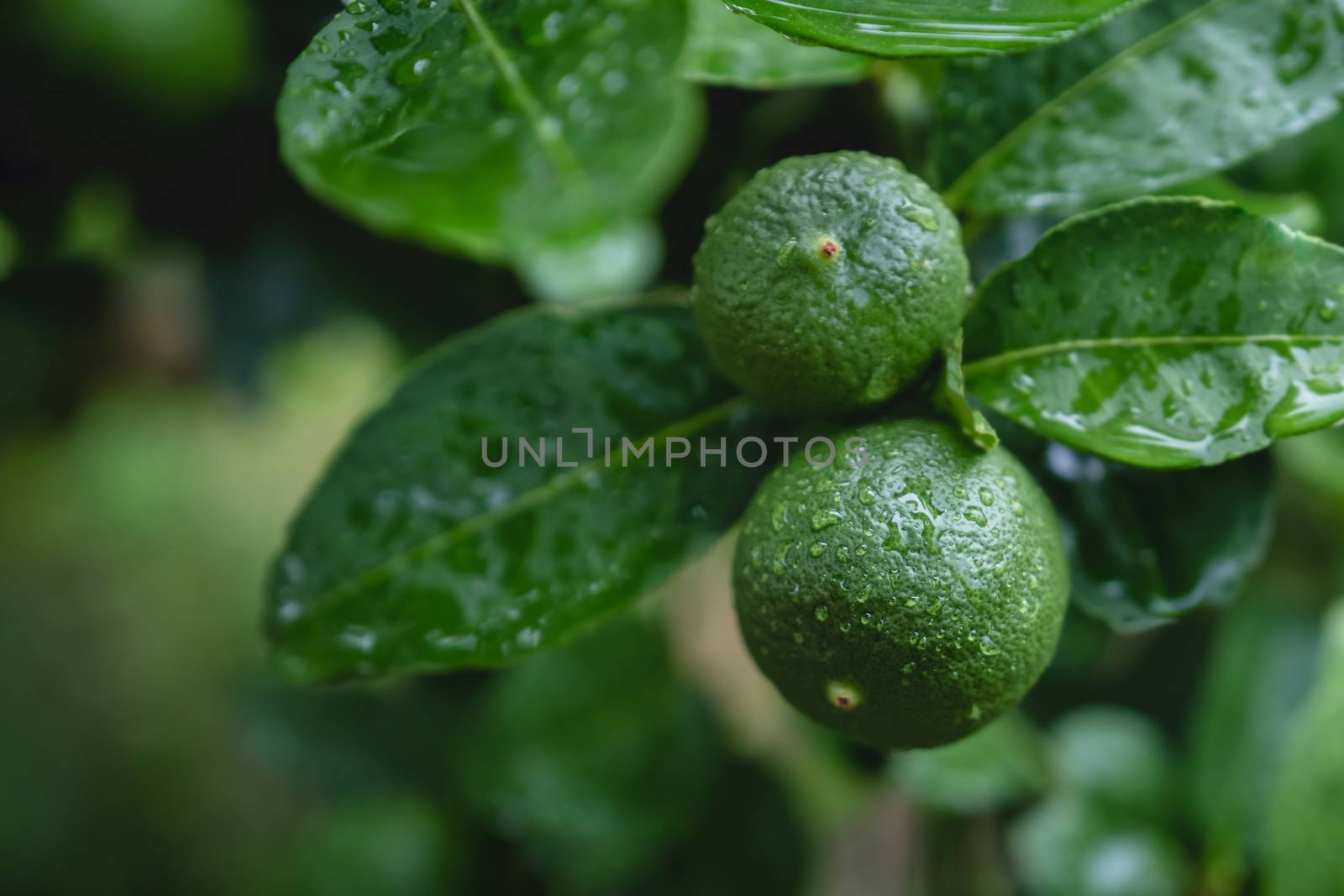 Fresh Green Lemon in Organic Farm. Native to Southeast Asia. Shot on Rainy Day or after Watering. 