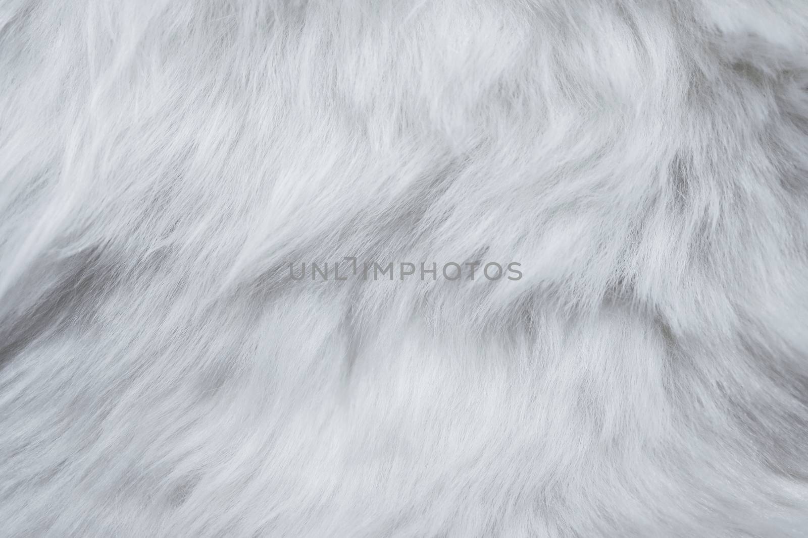 Closeup of White Fur Texture. Smooth Fluffy and Silky Background