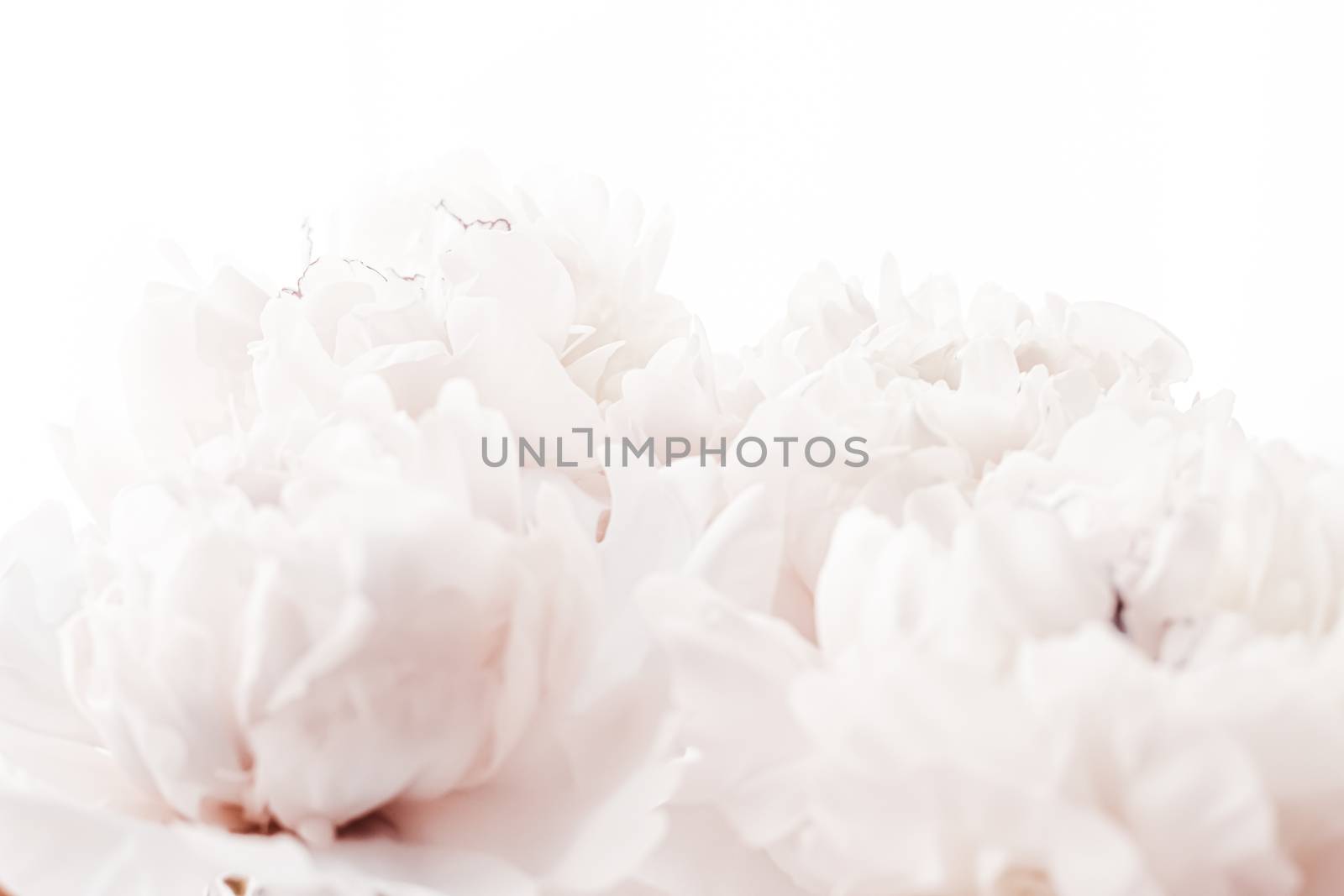 Pastel peony flowers in bloom as floral art background, wedding decor and luxury branding design