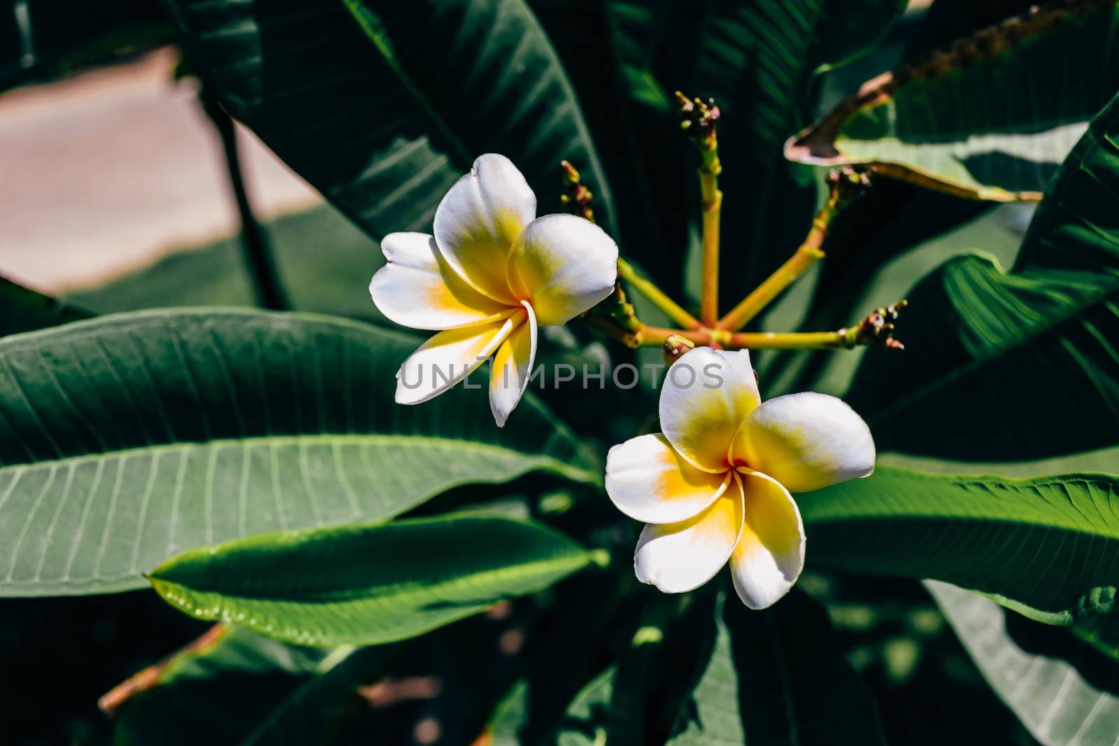 White frangipani flowers by Seva_blsv