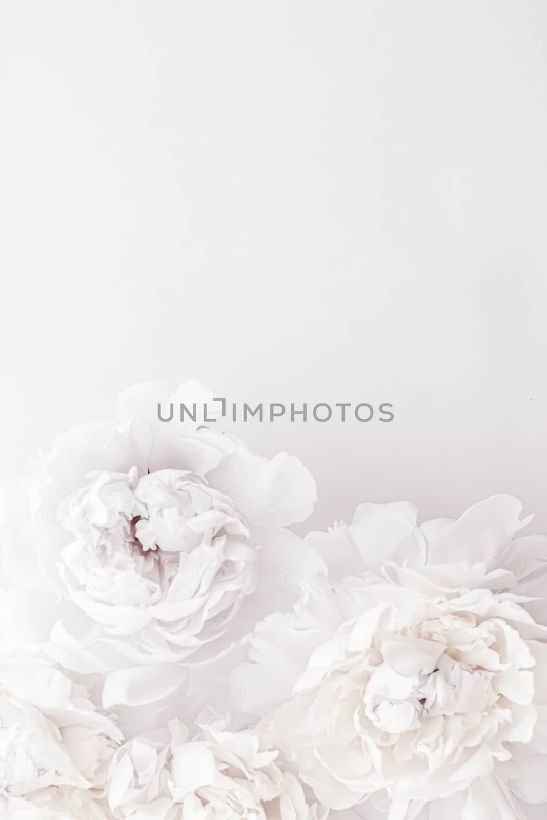 Pure white peony flowers as floral art background, wedding decor and luxury branding design