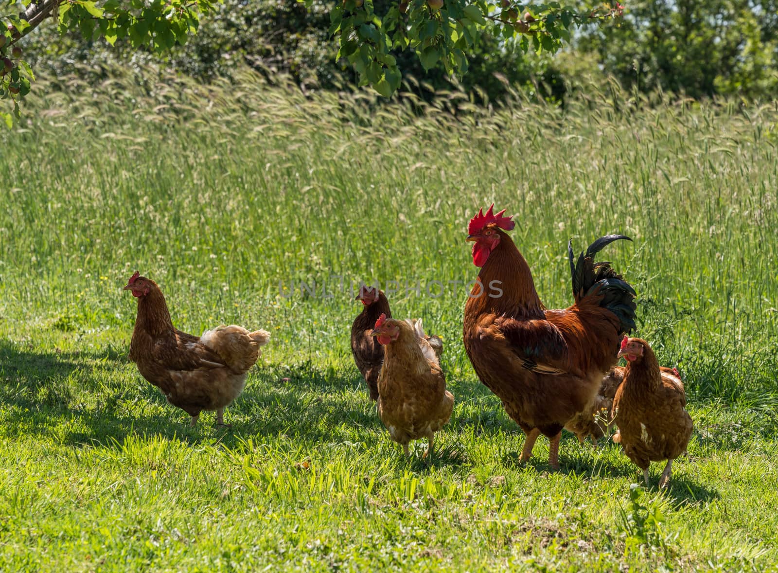 Cockerel and hens by the side of country road in Croatia looking for food