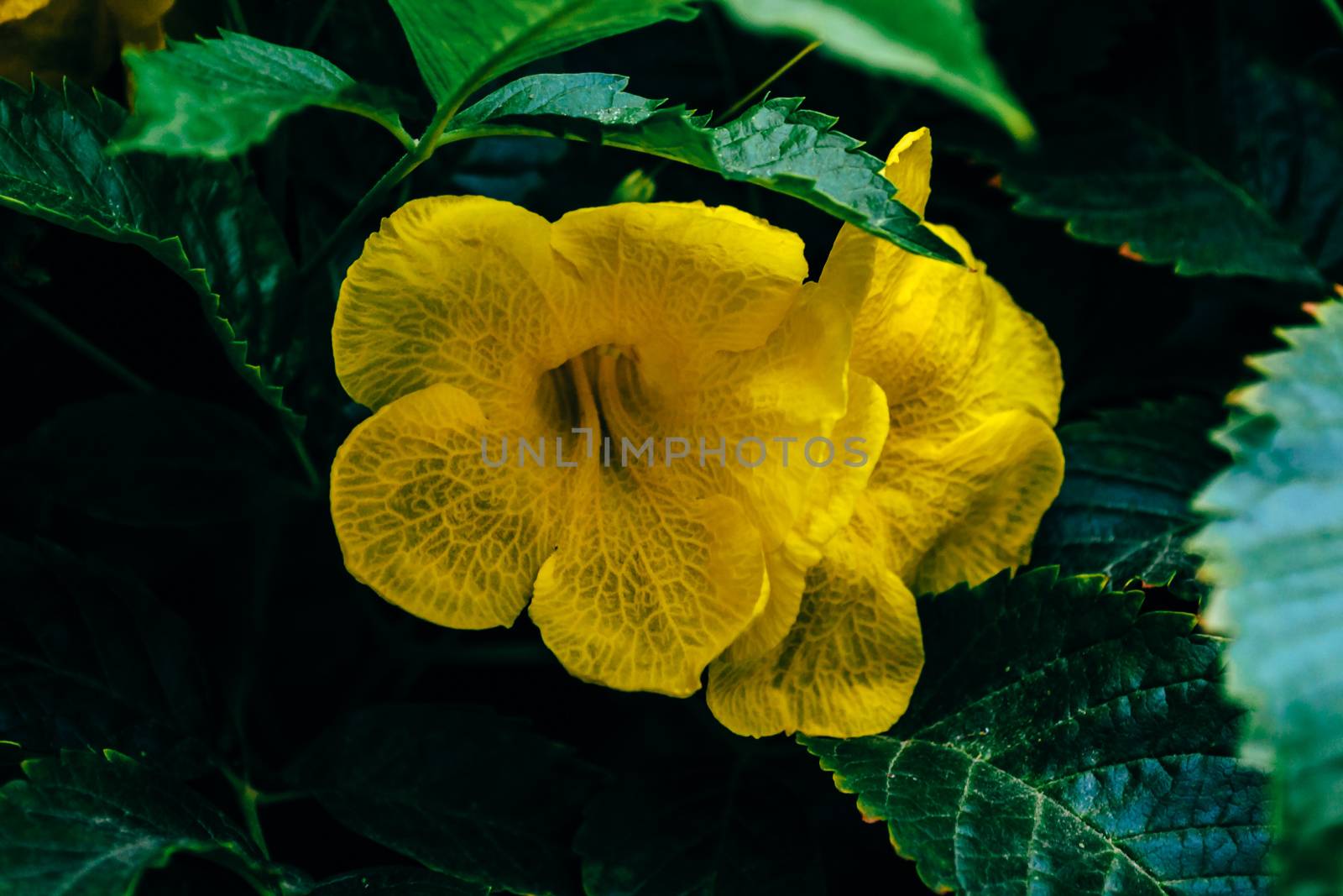 Yellow flowers of the trumpet vine in a garden