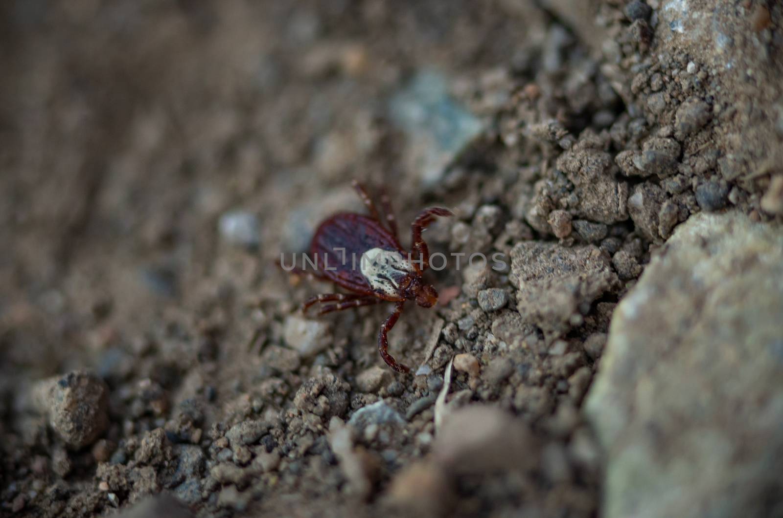 Selective focus of a wood tick, Dermacentor variabilis, crawling on the ground by Pendleton