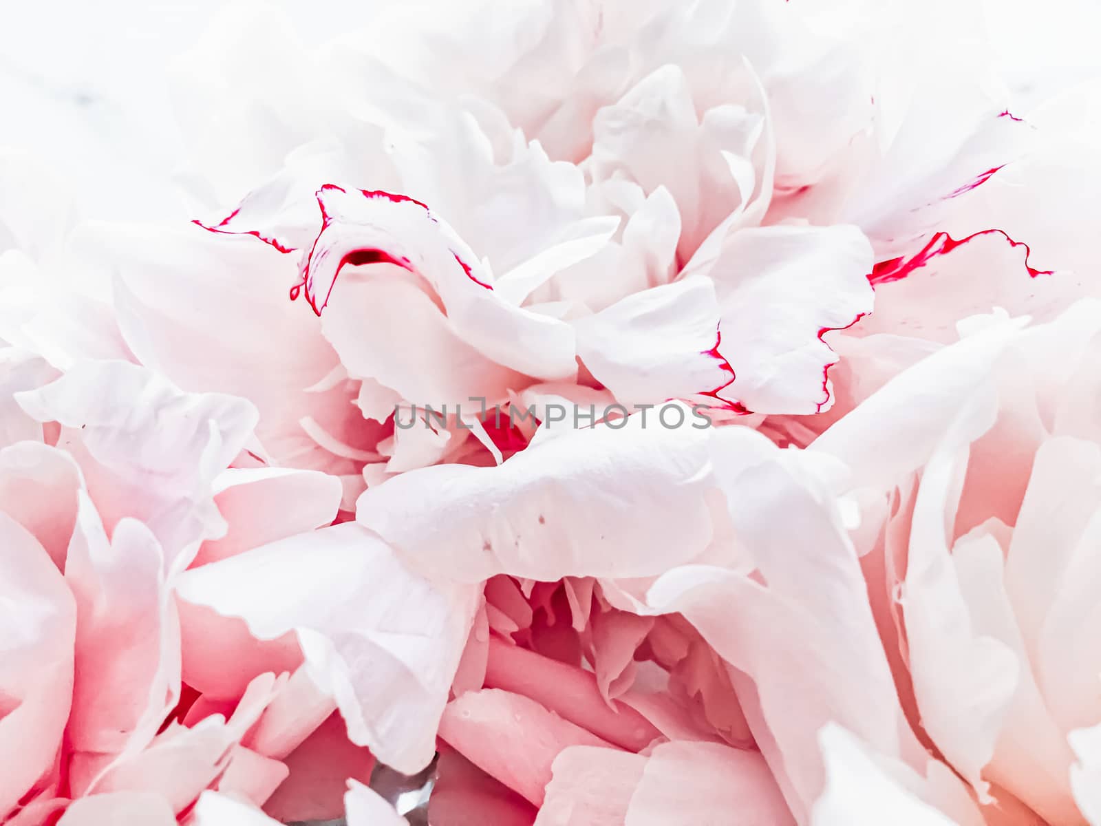 Bouquet of peony flowers on luxury marble background, wedding flatlay and event branding by Anneleven