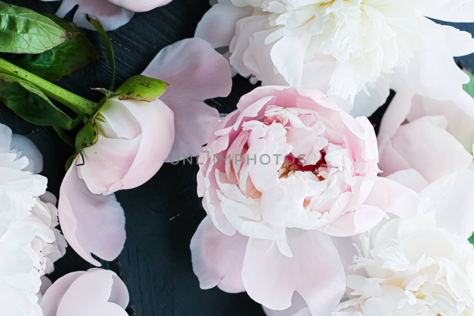 Blooming peony flowers as floral art background, botanical flatlay and luxury branding by Anneleven