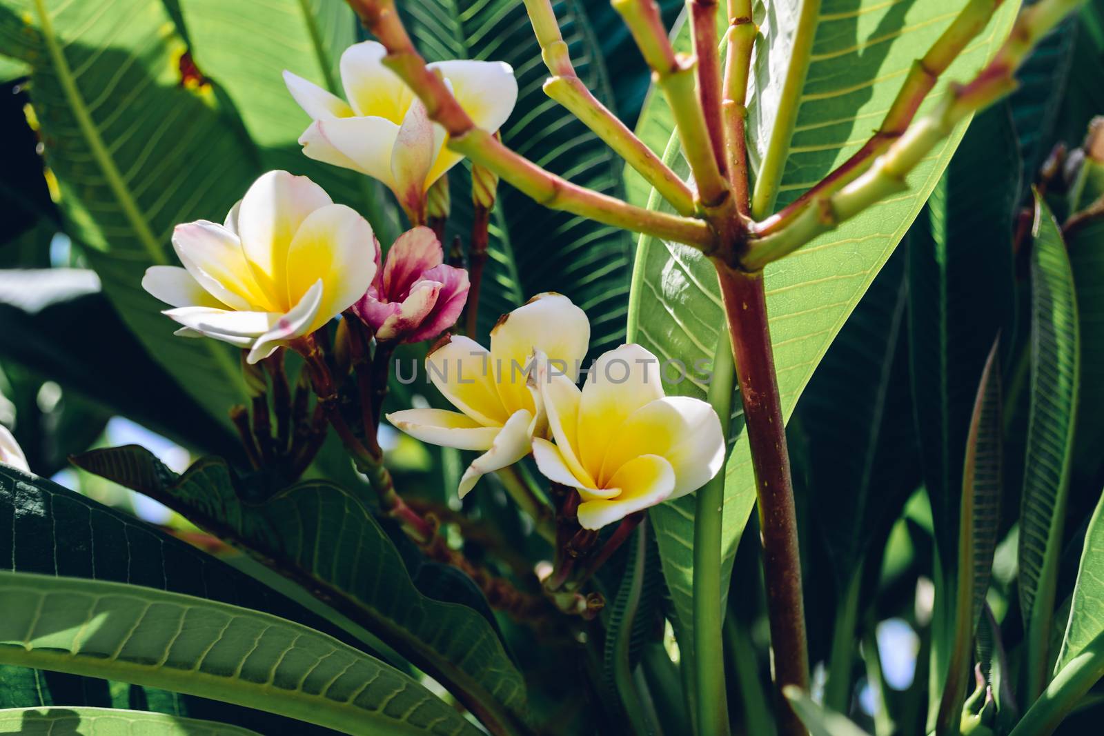 White frangipani flowers by Seva_blsv
