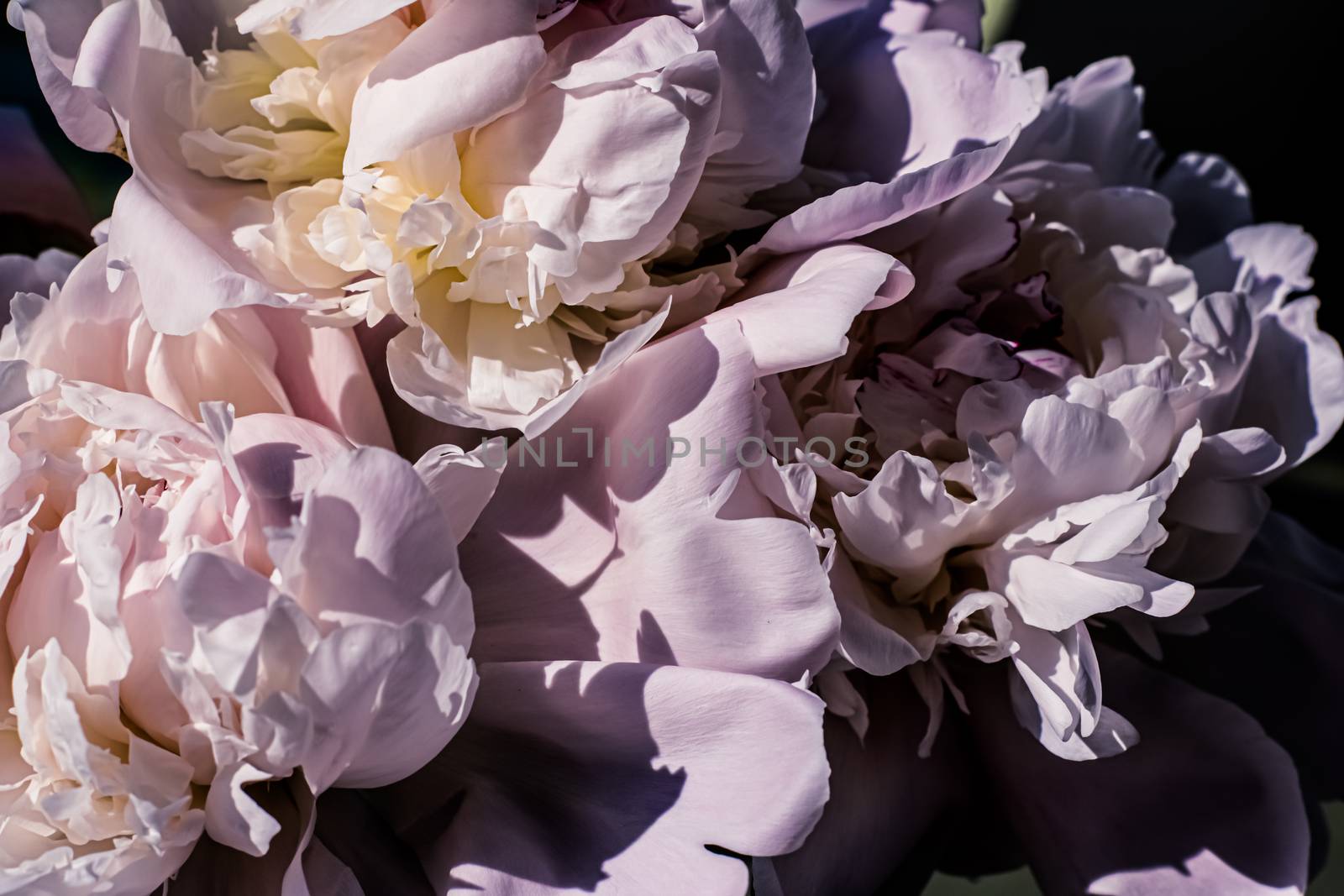 Peony flowers as luxury floral art background, wedding decor and event branding by Anneleven