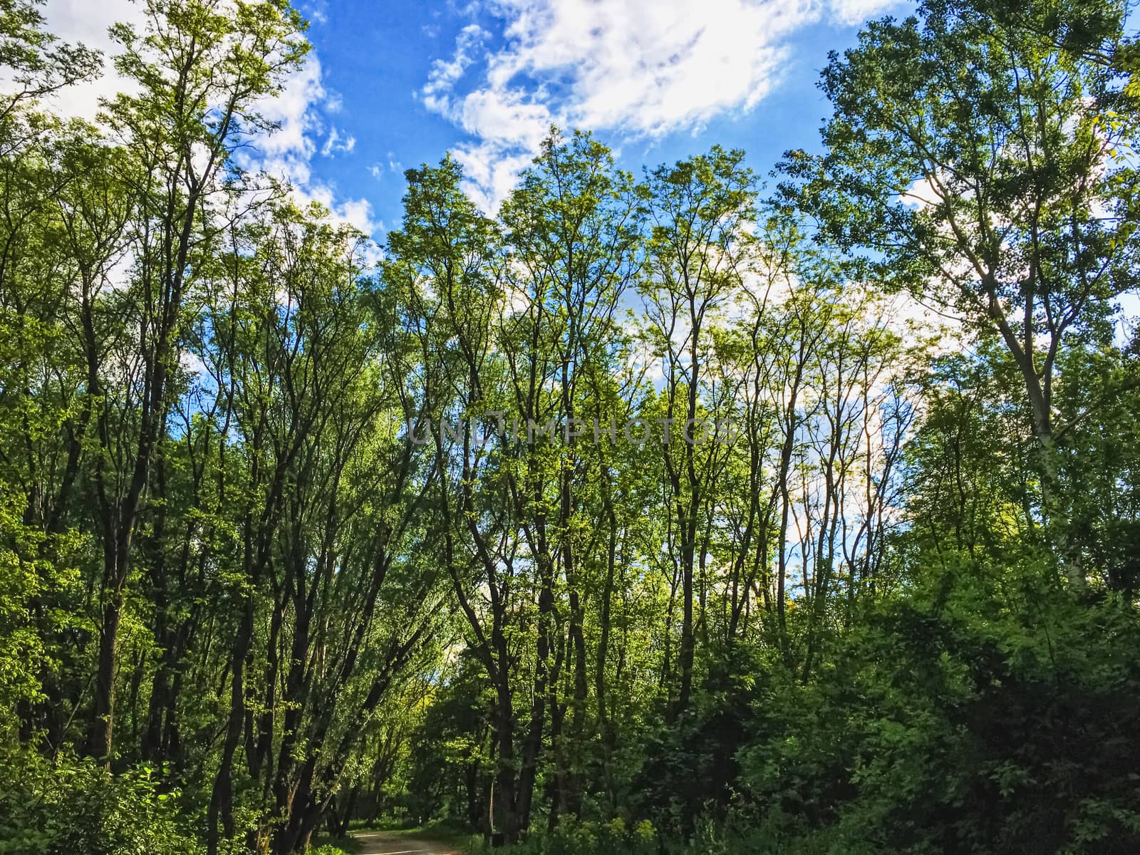 Countryside woods as rural landscape, amazing trees in green forest, nature and environment by Anneleven