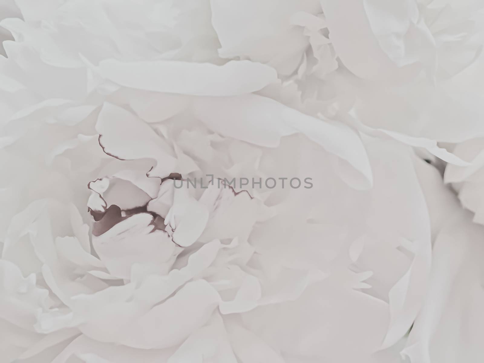 White peony flower as abstract floral background for holiday branding by Anneleven