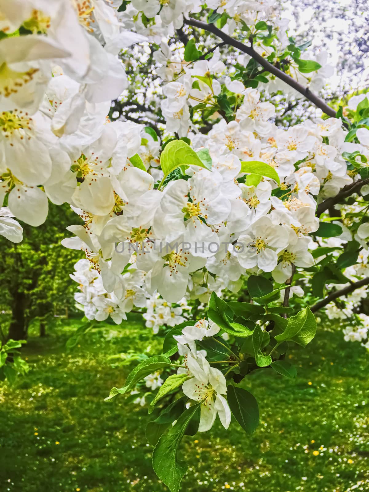 Blooming apple tree flowers in spring garden as beautiful nature landscape, plantation and agriculture by Anneleven