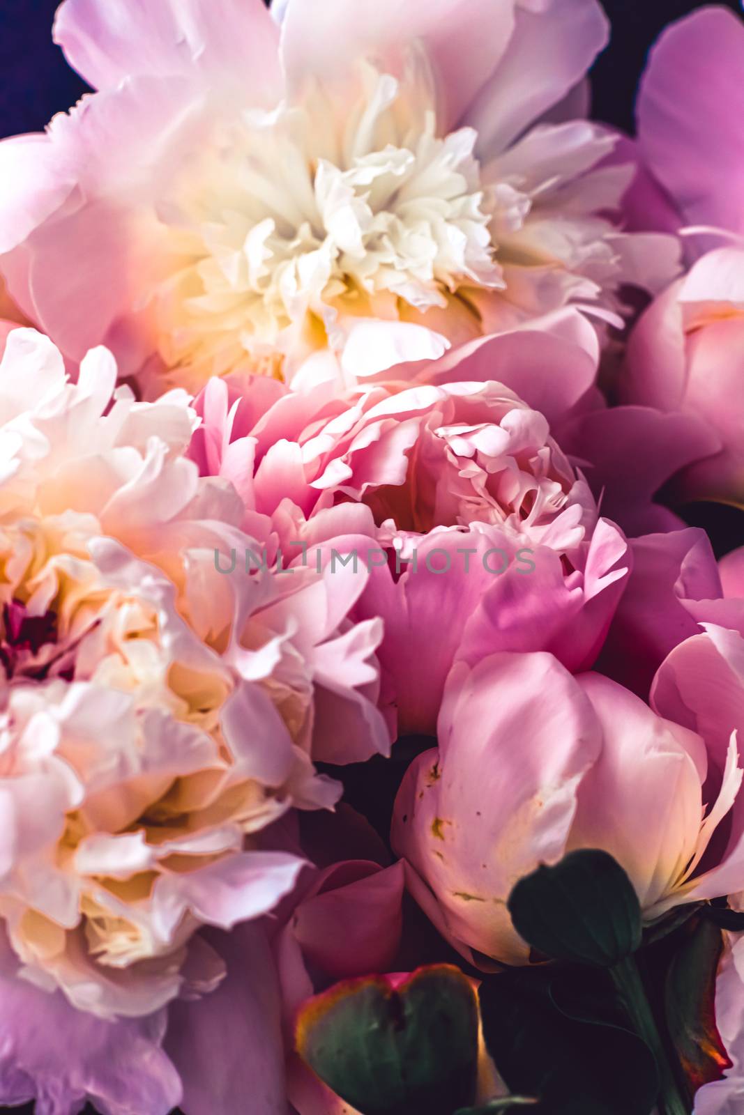 Pink peony flowers as floral art background, botanical flatlay and luxury branding design