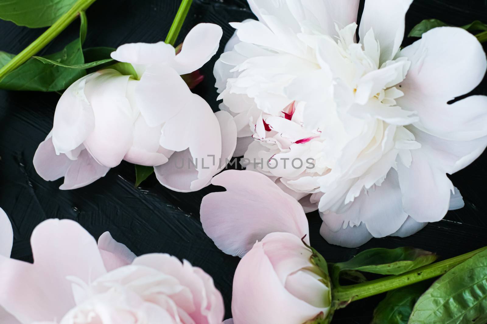 Blooming peony flowers as floral art background, botanical flatlay and luxury branding by Anneleven