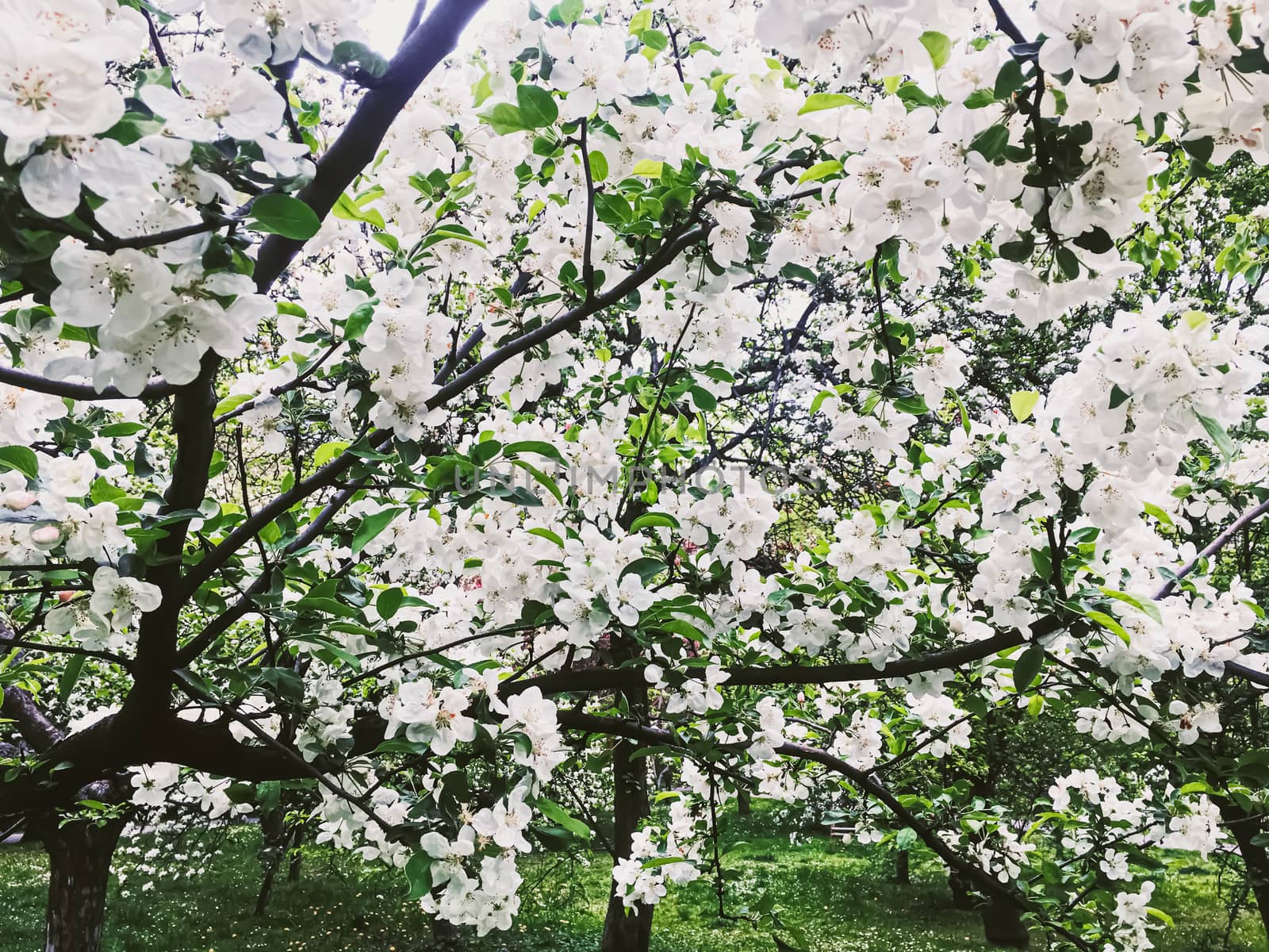 Blooming apple tree flowers in spring garden as beautiful nature landscape, plantation and agriculture scenery