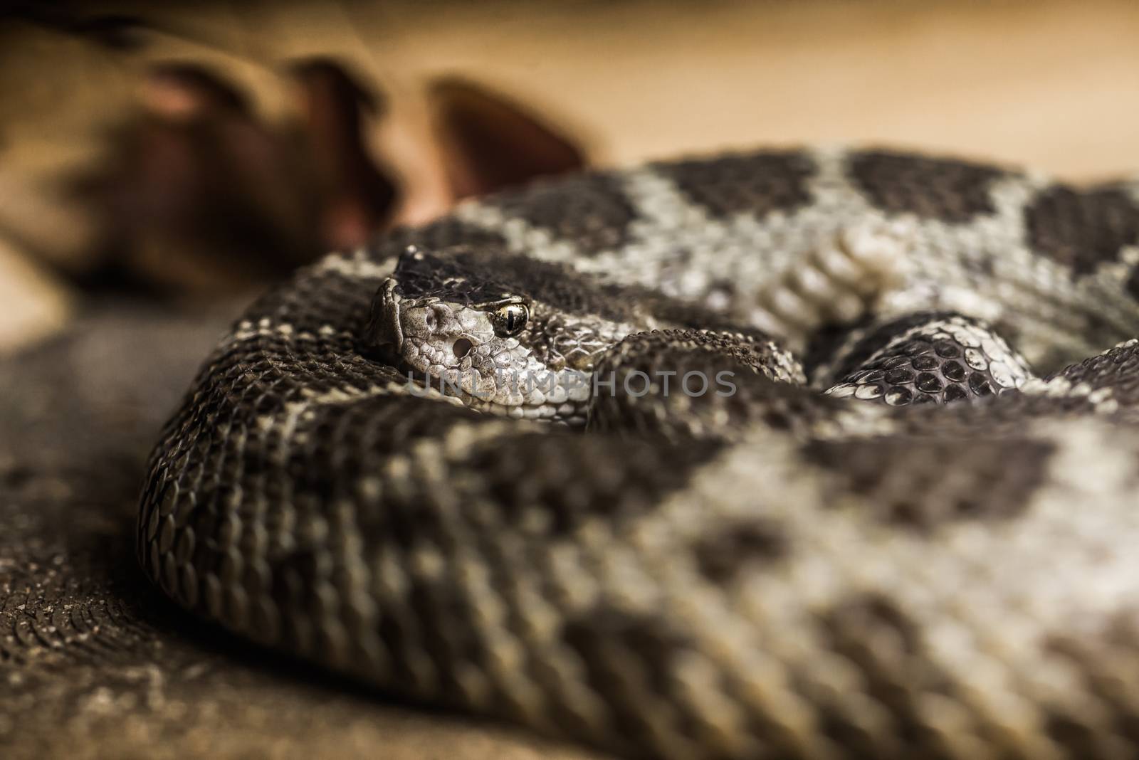 Close up of a Northern Pacific Rattlesnake, with selective focus on the head