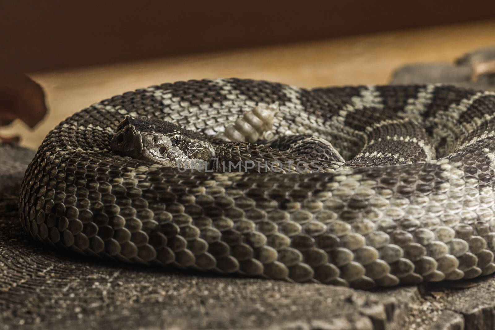 Close up of a coiling Northern Pacific Rattlesnake, or crotalus oreganus, with selective focus on the head