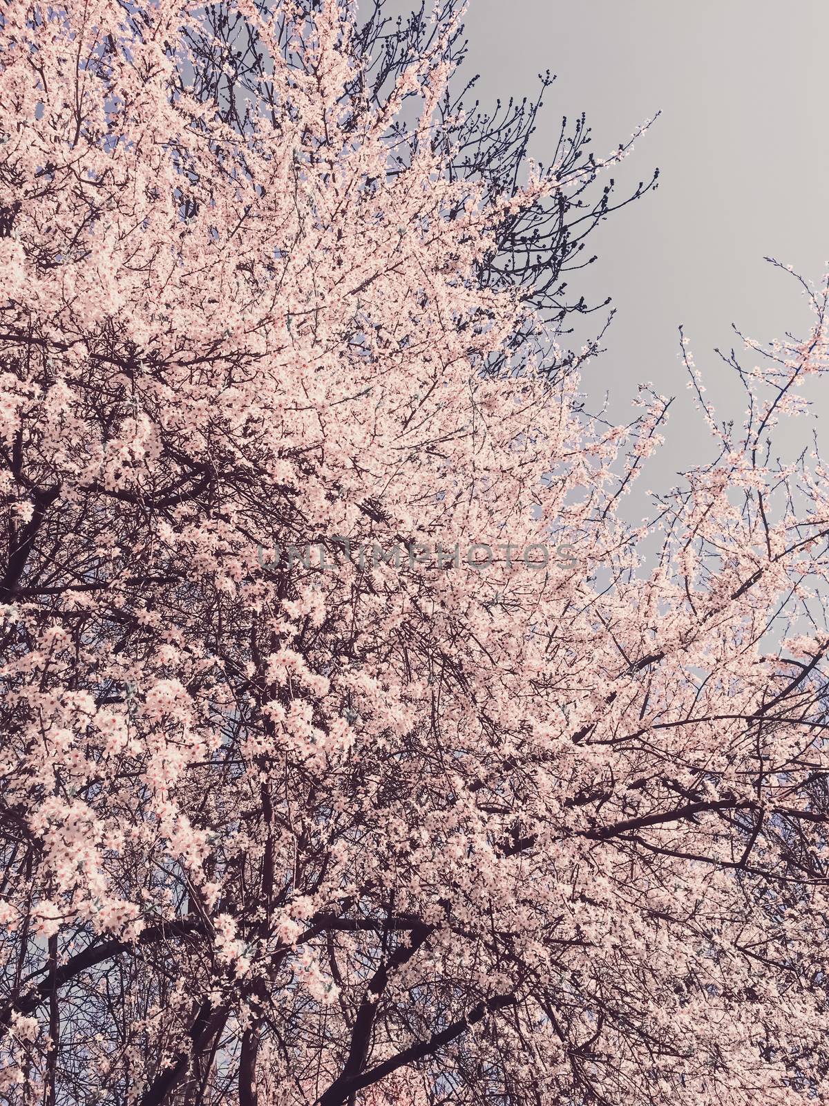 Blooming apple tree flowers in spring as floral background, nature and agriculture