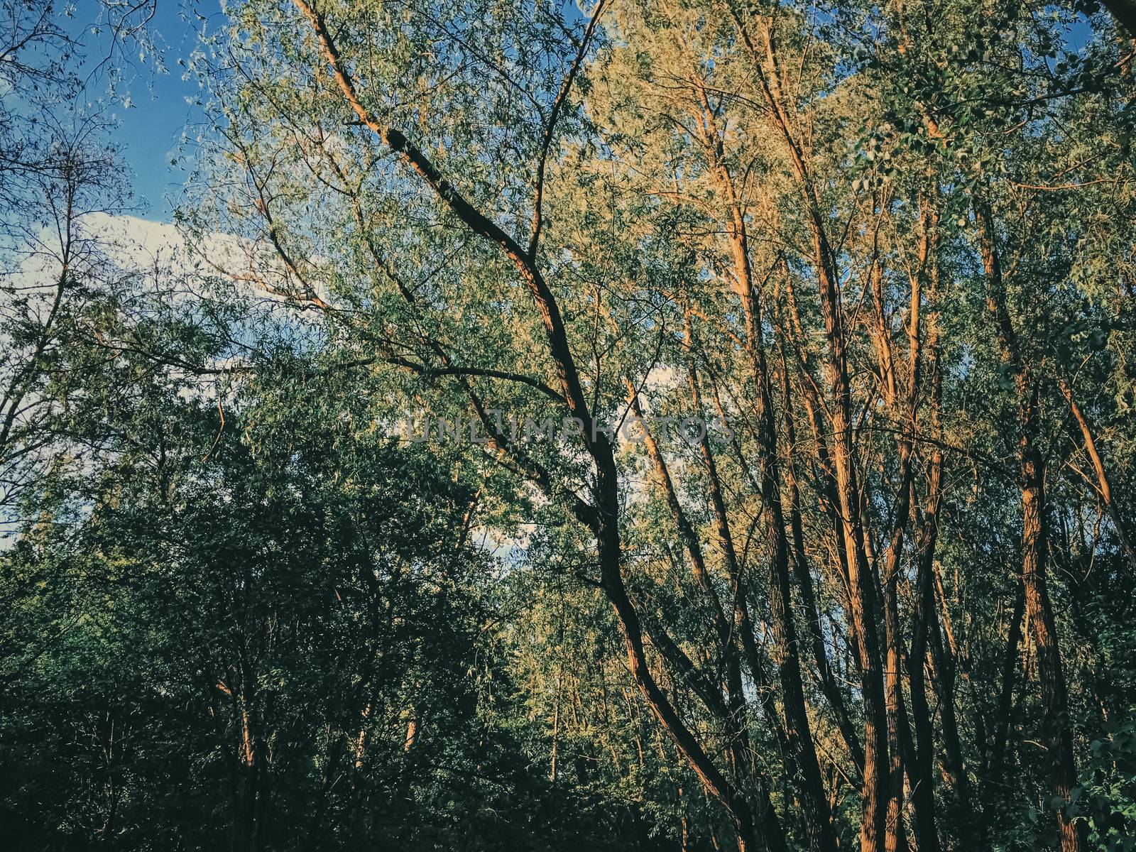 Mystery woods as wilderness landscape, amazing trees in green forest, nature and environment scenery