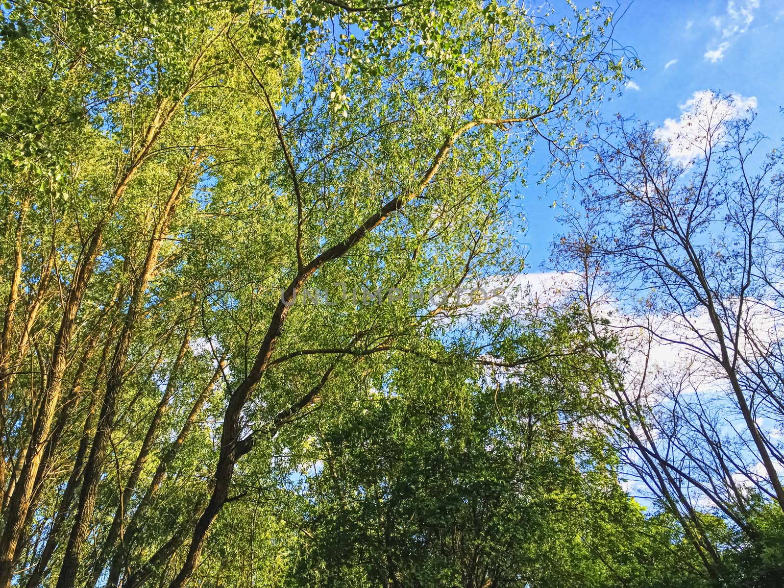 Countryside woods as rural landscape, amazing trees in green forest, nature and environment scenery