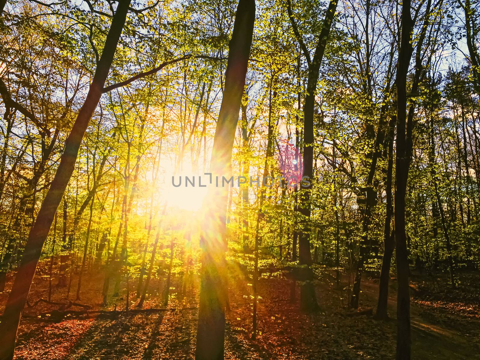 Spring forest landscape at sunset or sunrise, nature and environment