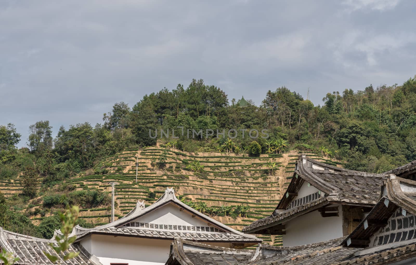 Tea plantations around Tulou at Unesco heritage site near Xiamen