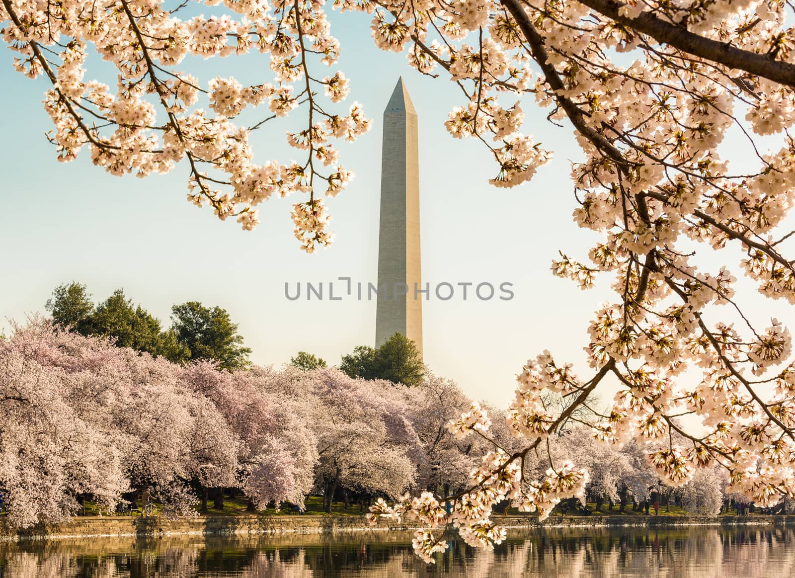 Cherry blossoms frame the Washington monument in Washington DC during Cherry Blossom Festival as the tidal basin reflects the blooms