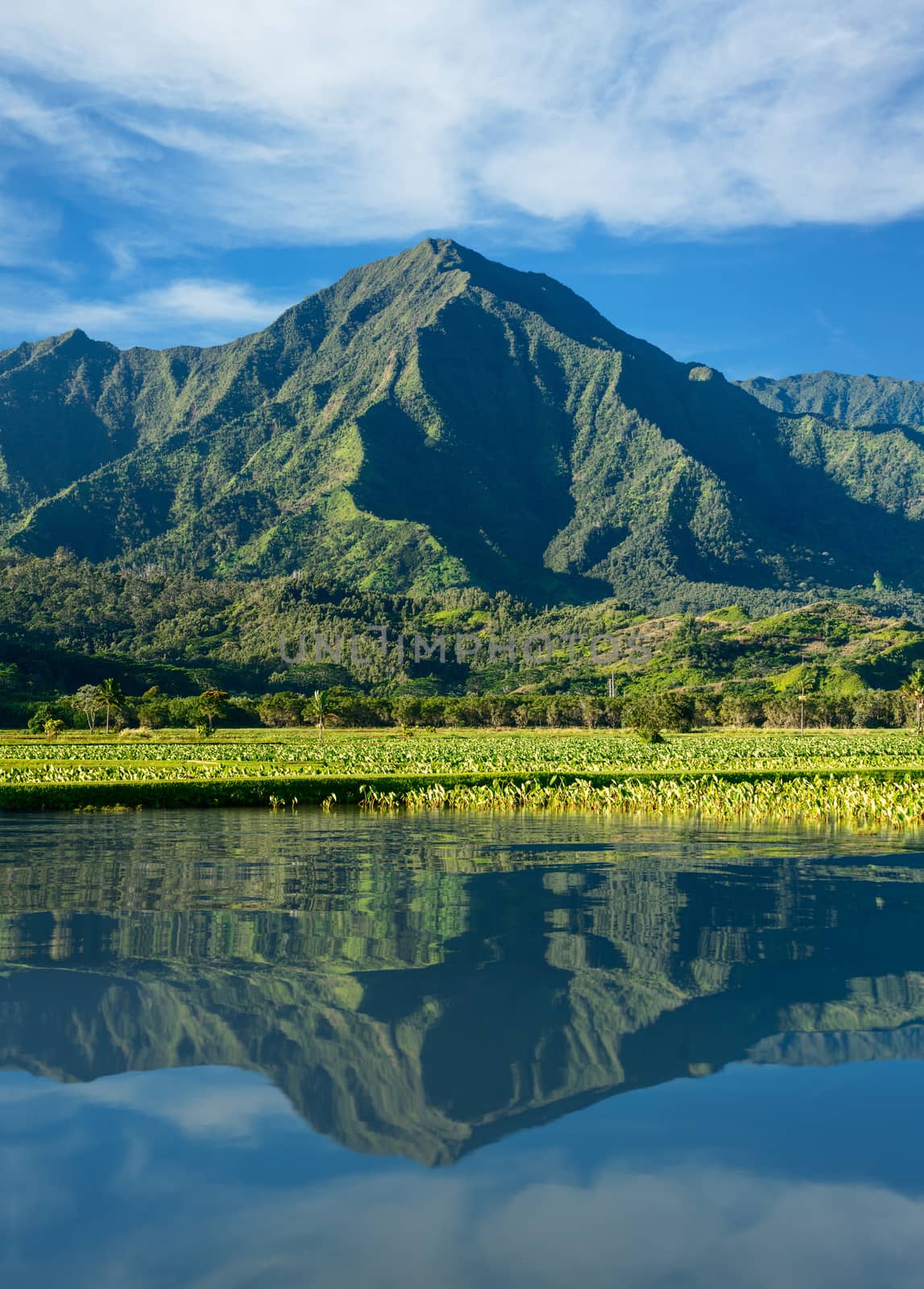 Taro leaves frame the Na Pali mountains in Kauai by steheap