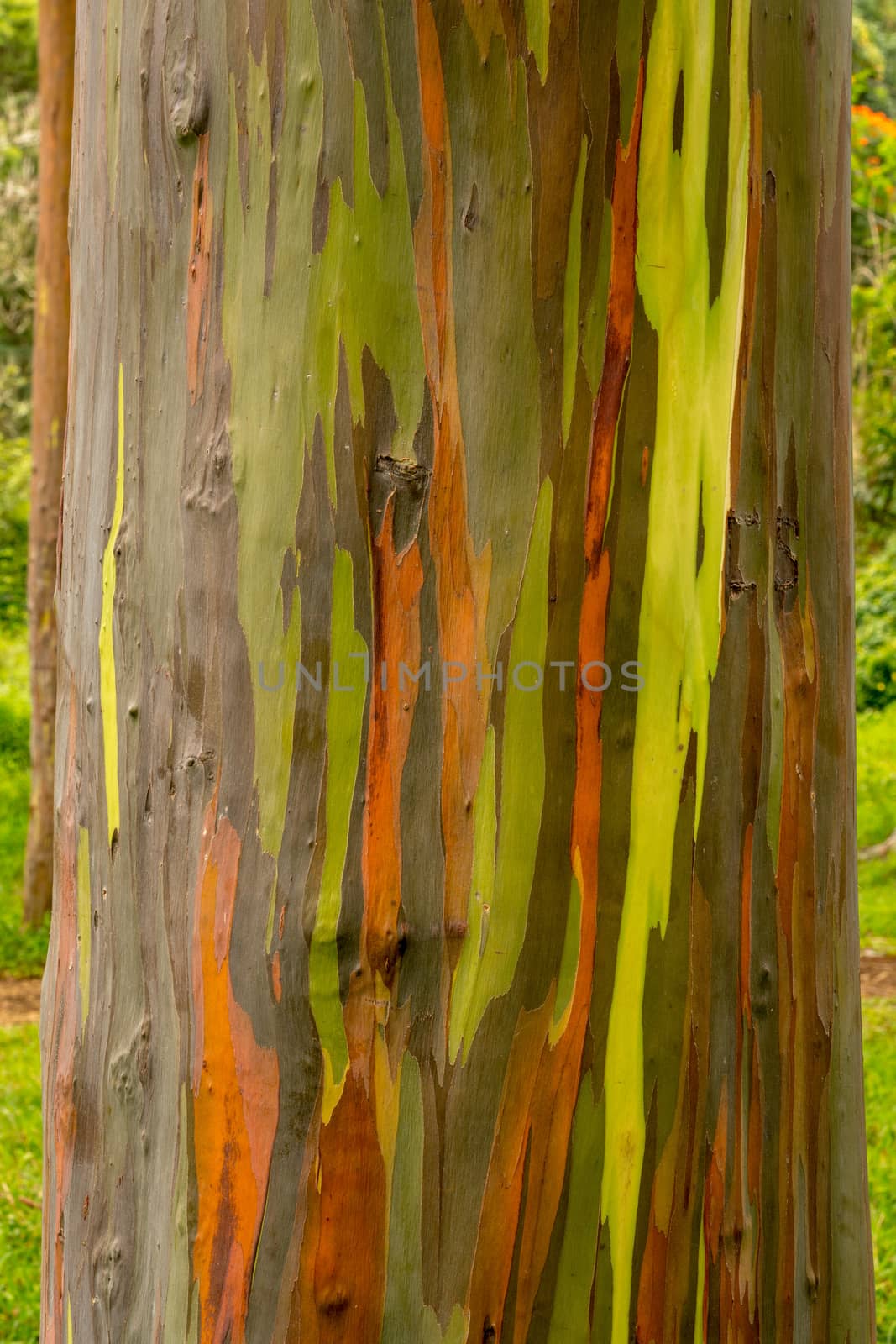 Close up of the colorful bark and tree trunk of the Rainbow Eucalyptus tree at Keahua Arboretum in Kauai, Hawaii, USA