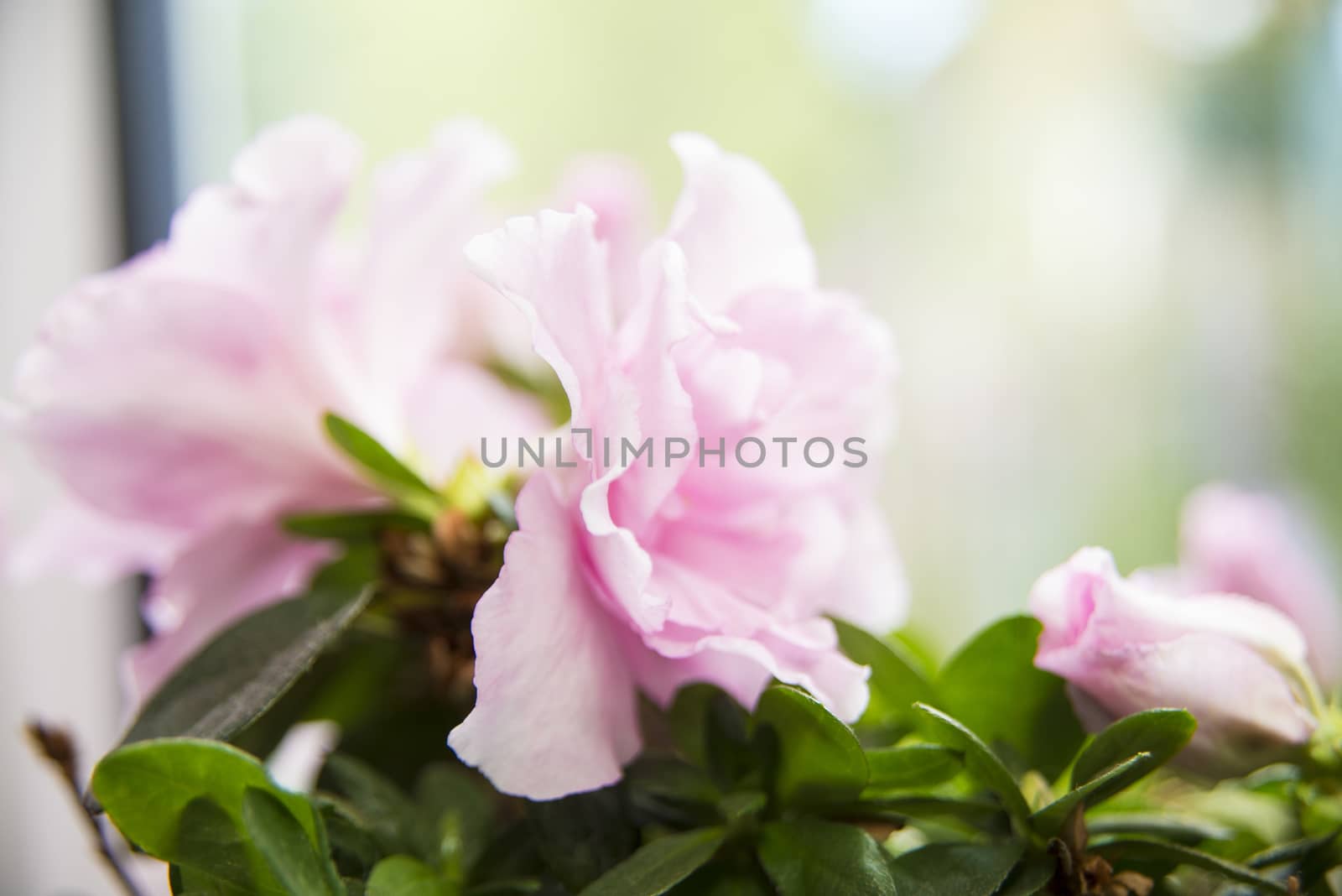 Pink blossoms of a room azalea with green leaves in front of a window in daylight. The blossoms are fully open