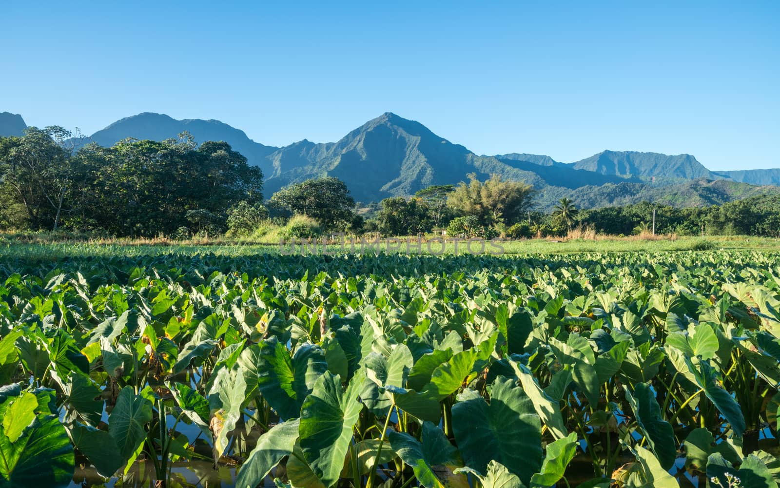 Close up on Taro plans in Hanalei valley with Na Pali mountains behind in Kauai