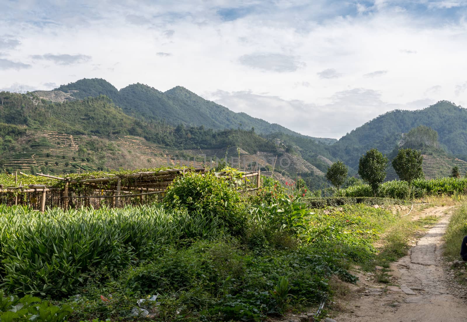 Tea plantations around Tulou at Unesco heritage site near Xiamen