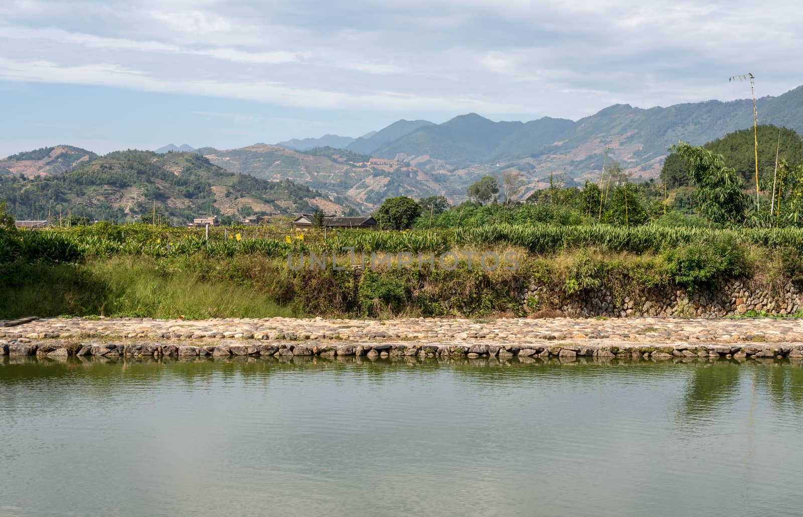 Tea plantations around stone home by Tulou at Unesco heritage site near Xiamen