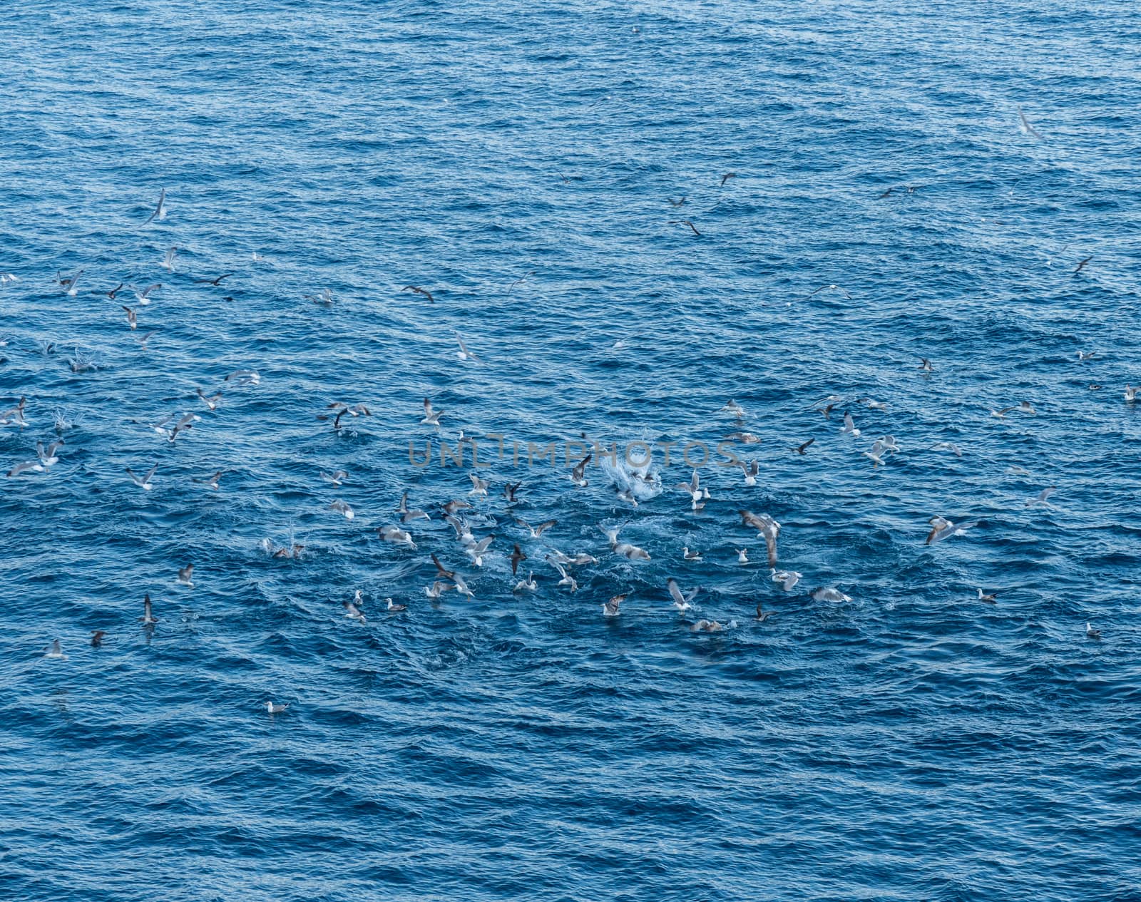Seagulls or gulls diving into water to catch a shoal of fish close to the surface of sea