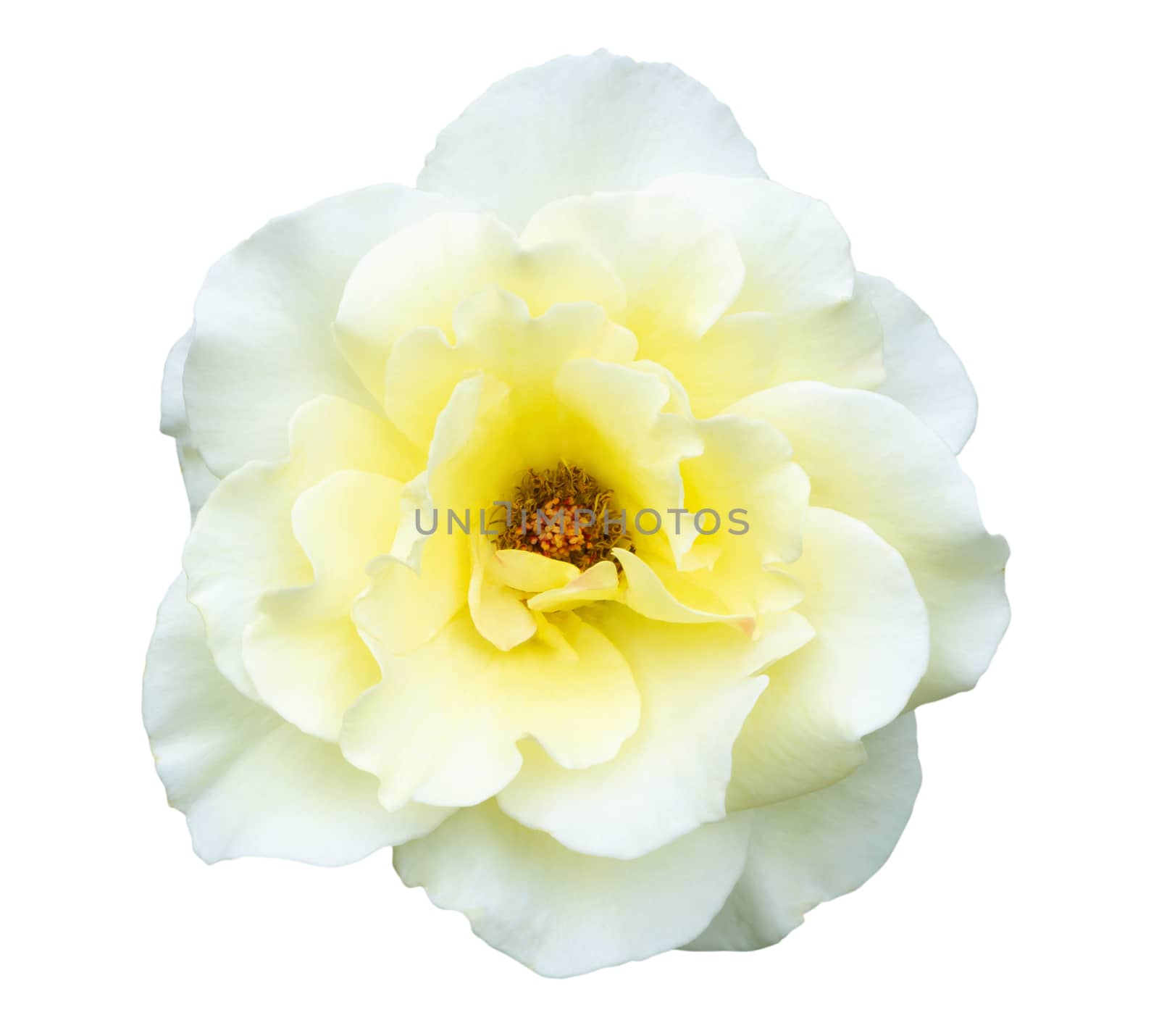 Beautiful white rose flower isolated on white background, love and romantic concept