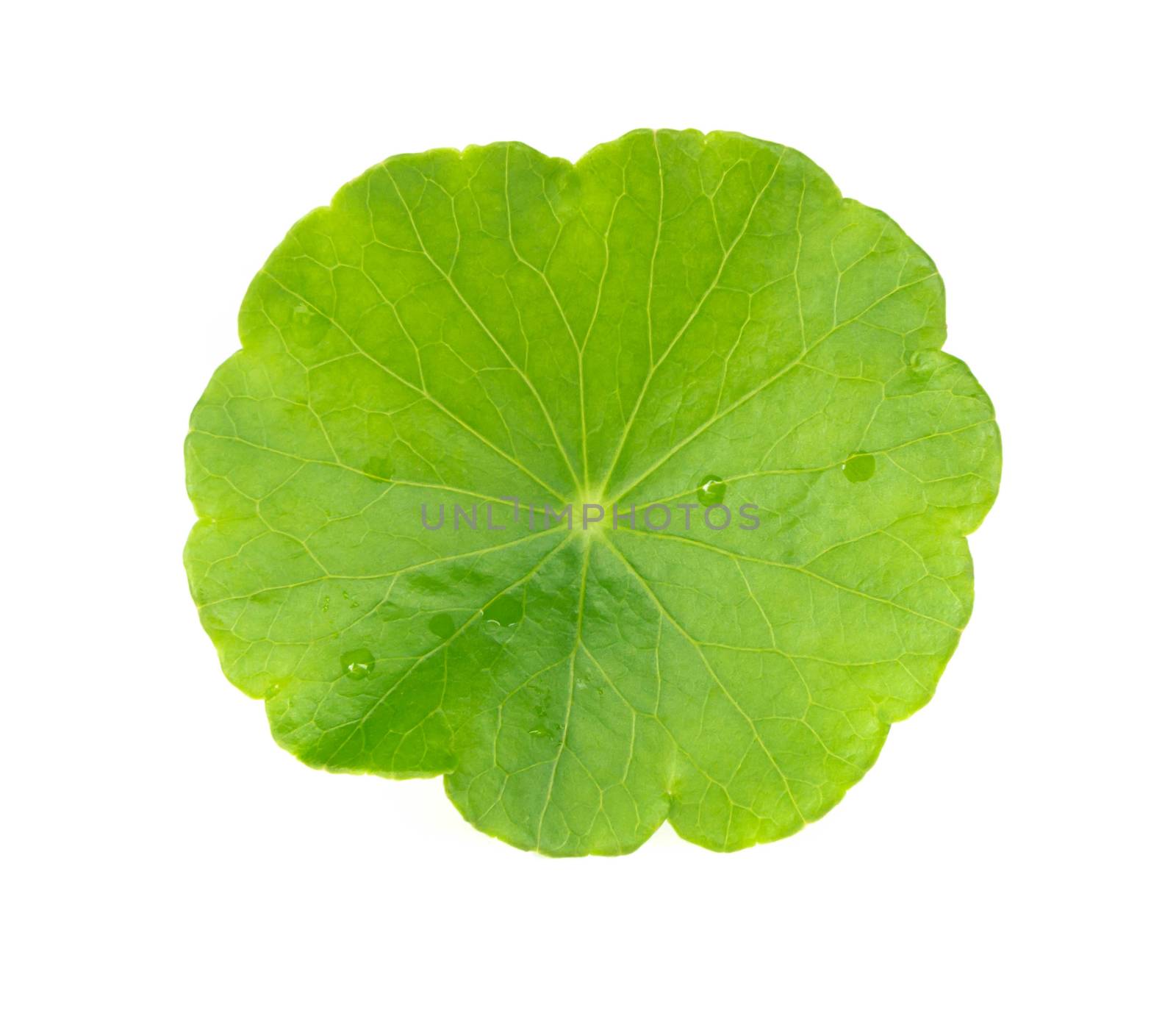 Closeup leaf of Gotu kola, Asiatic pennywort, Indian pennywort on white background, herb and medical concept