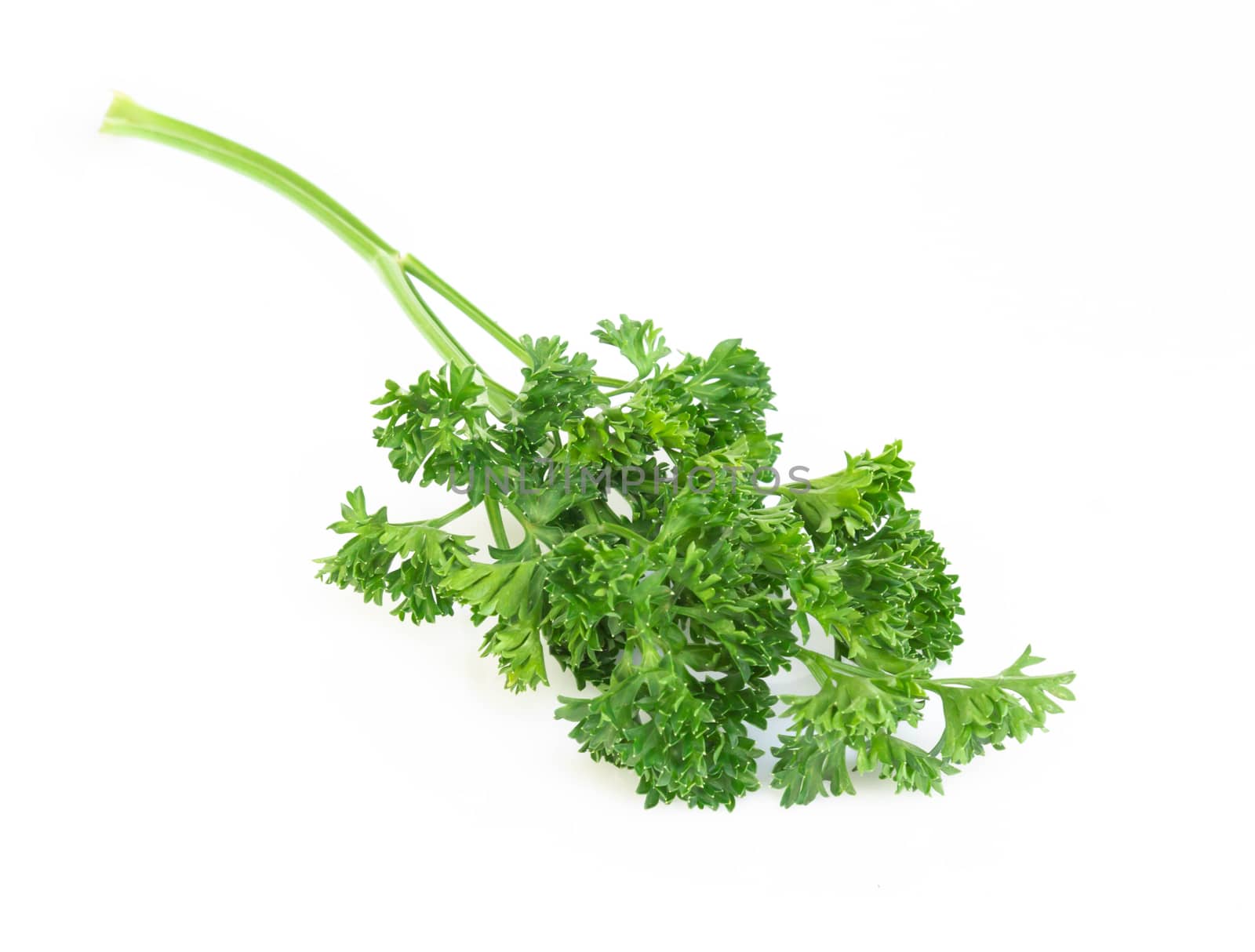 Parsley vegetable isolated on white background