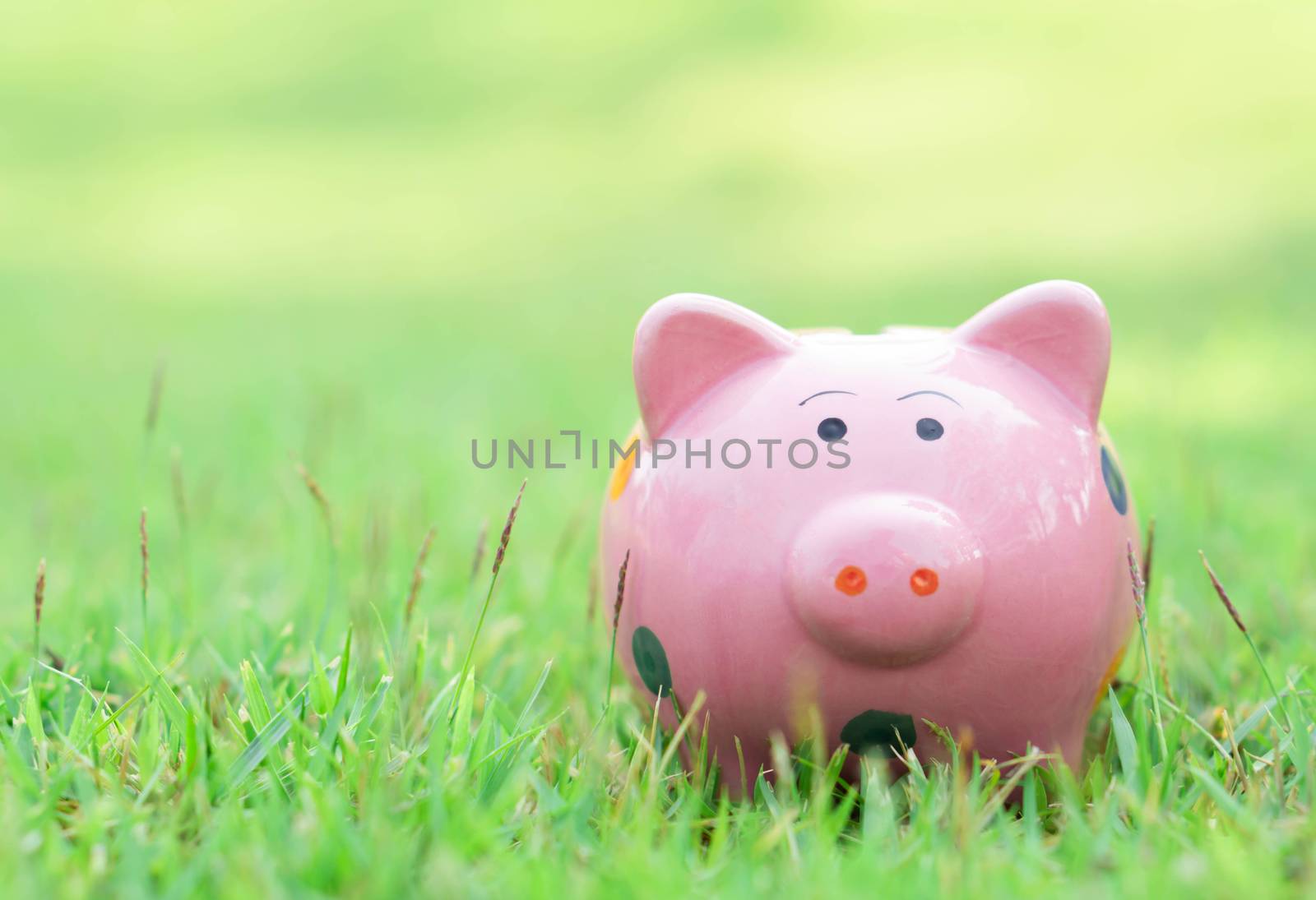 Piggy bank on green grass with sun light in the morning, select focus