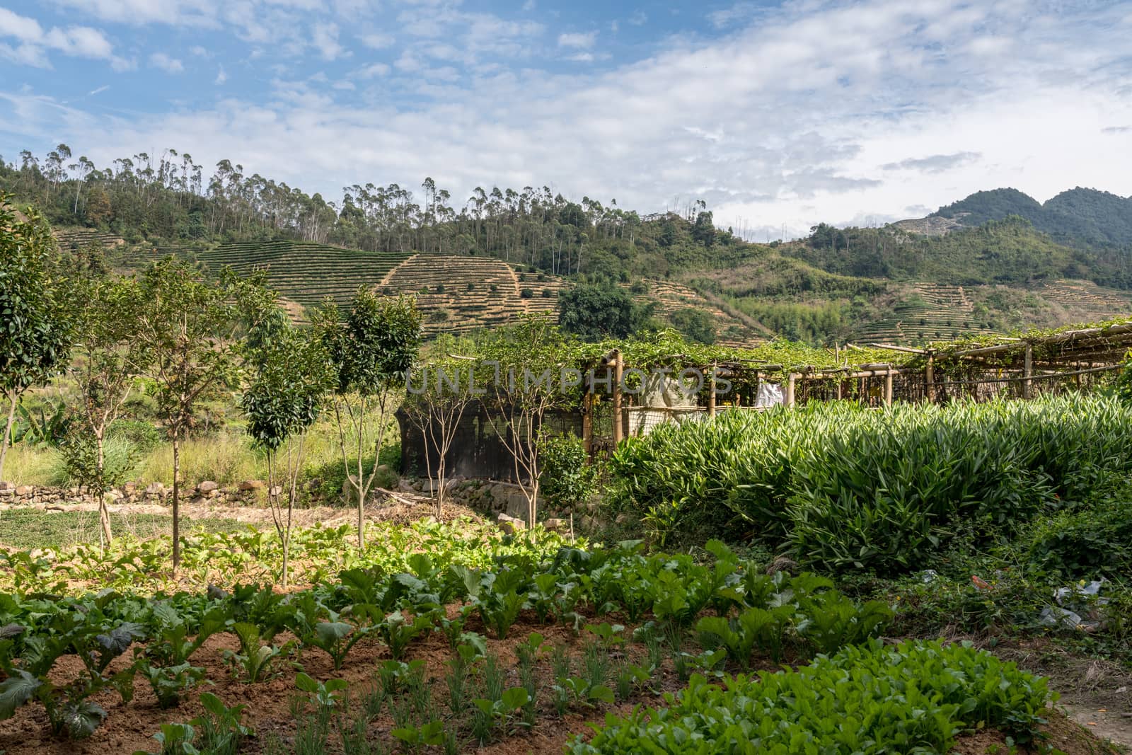 Tea plantations around Tulou at Unesco heritage site near Xiamen