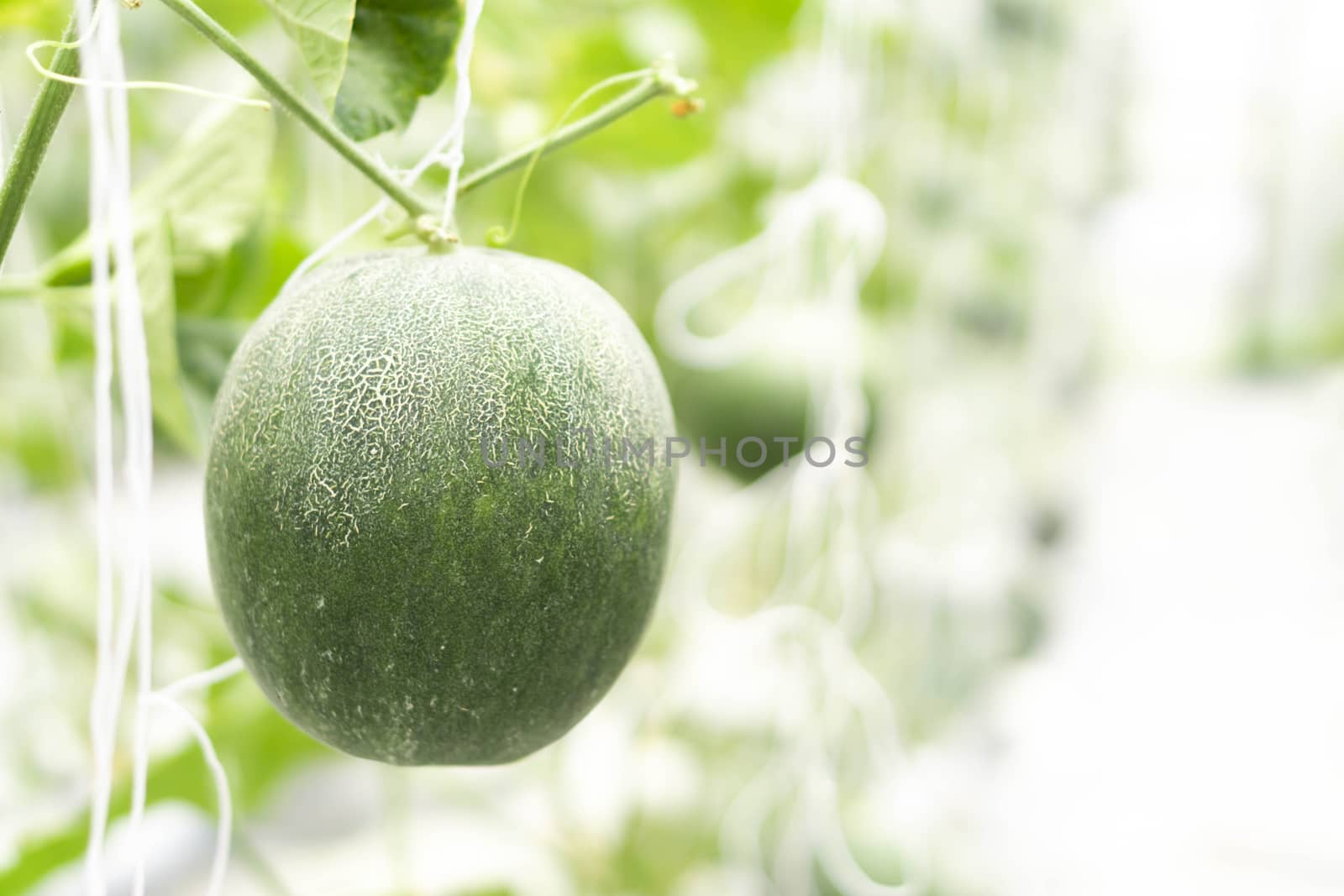 Closeup fresh mellon on tree branch in the farm, selective focus