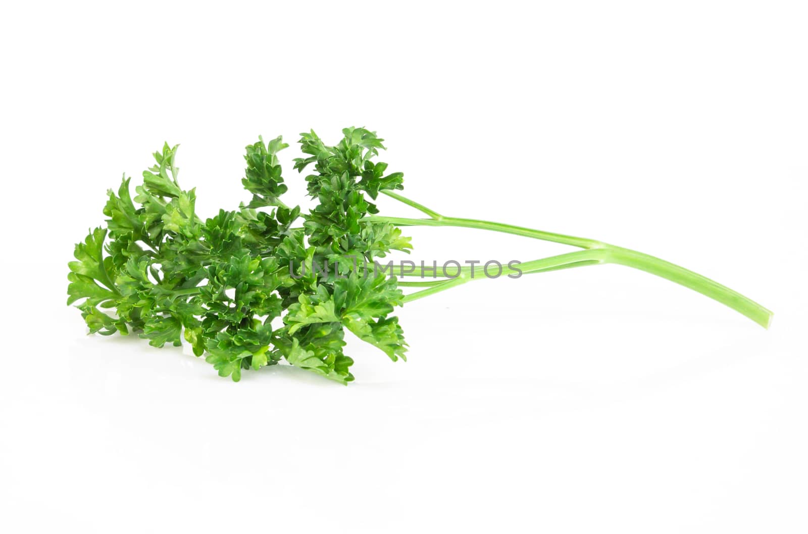 Parsley vegetable isolated on white background