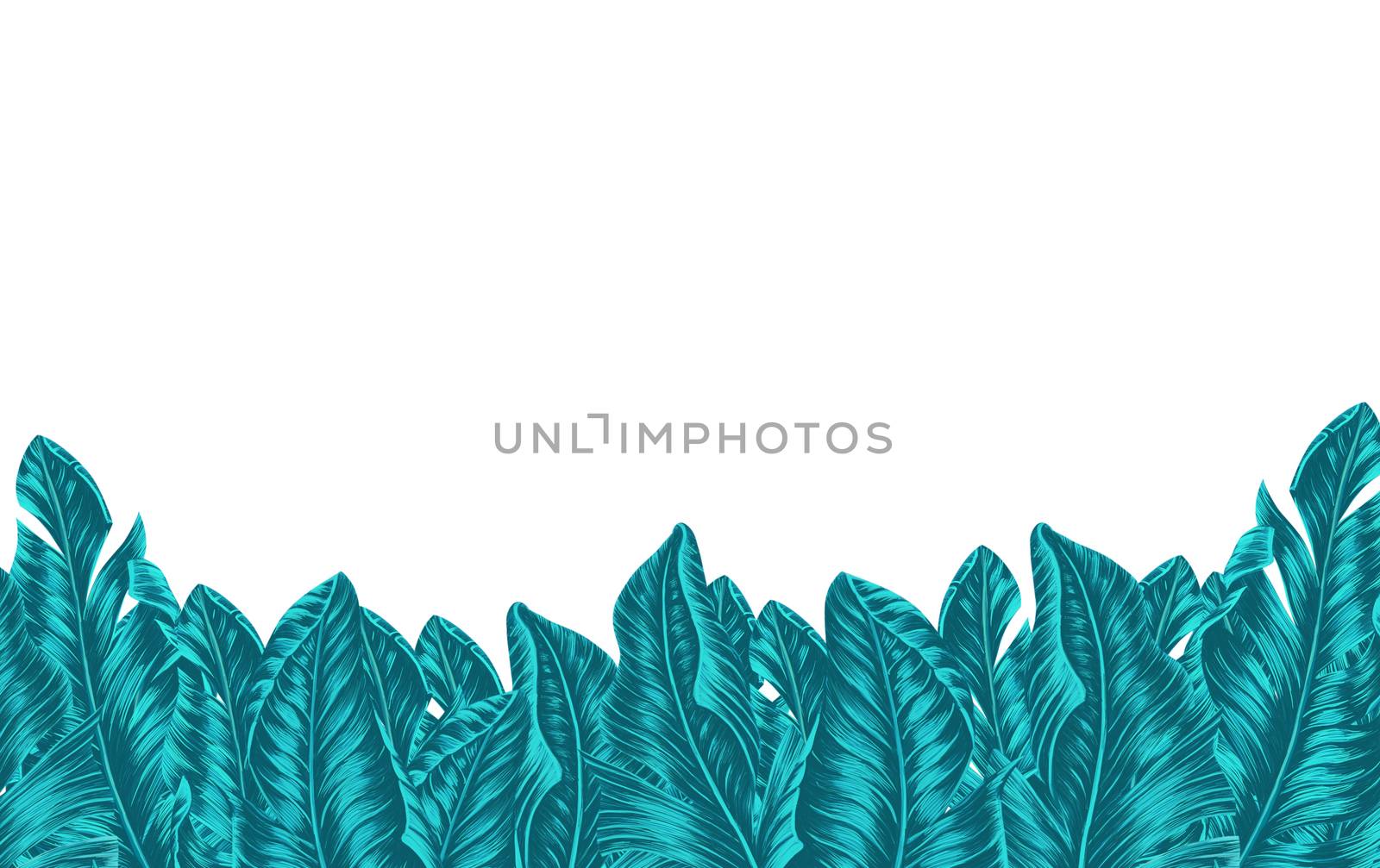 Green tropical banana or palm leaves isolated on white backgroun, Botanical digital illustration