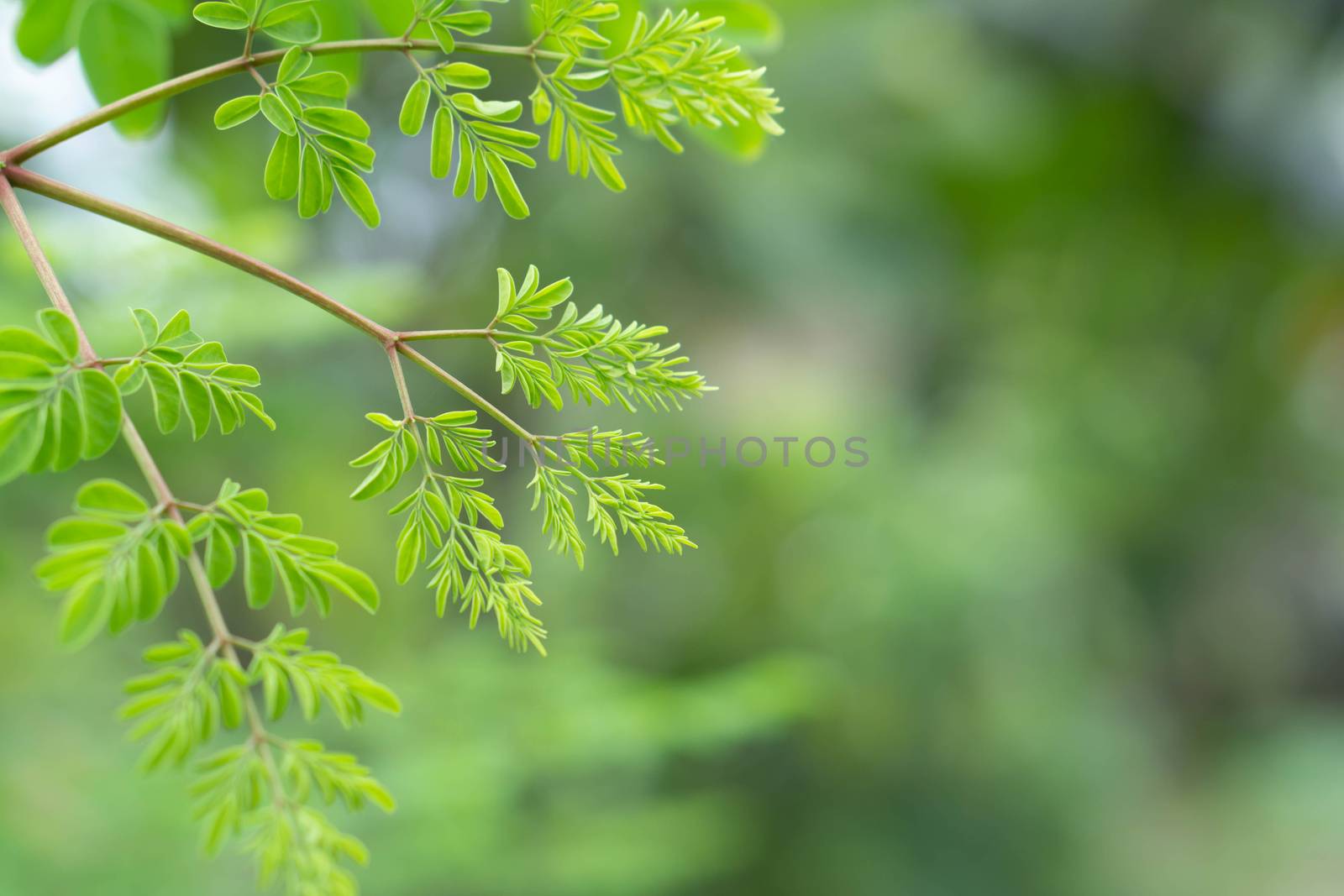 Closeup young moringa leaves branch, herb and medical concept