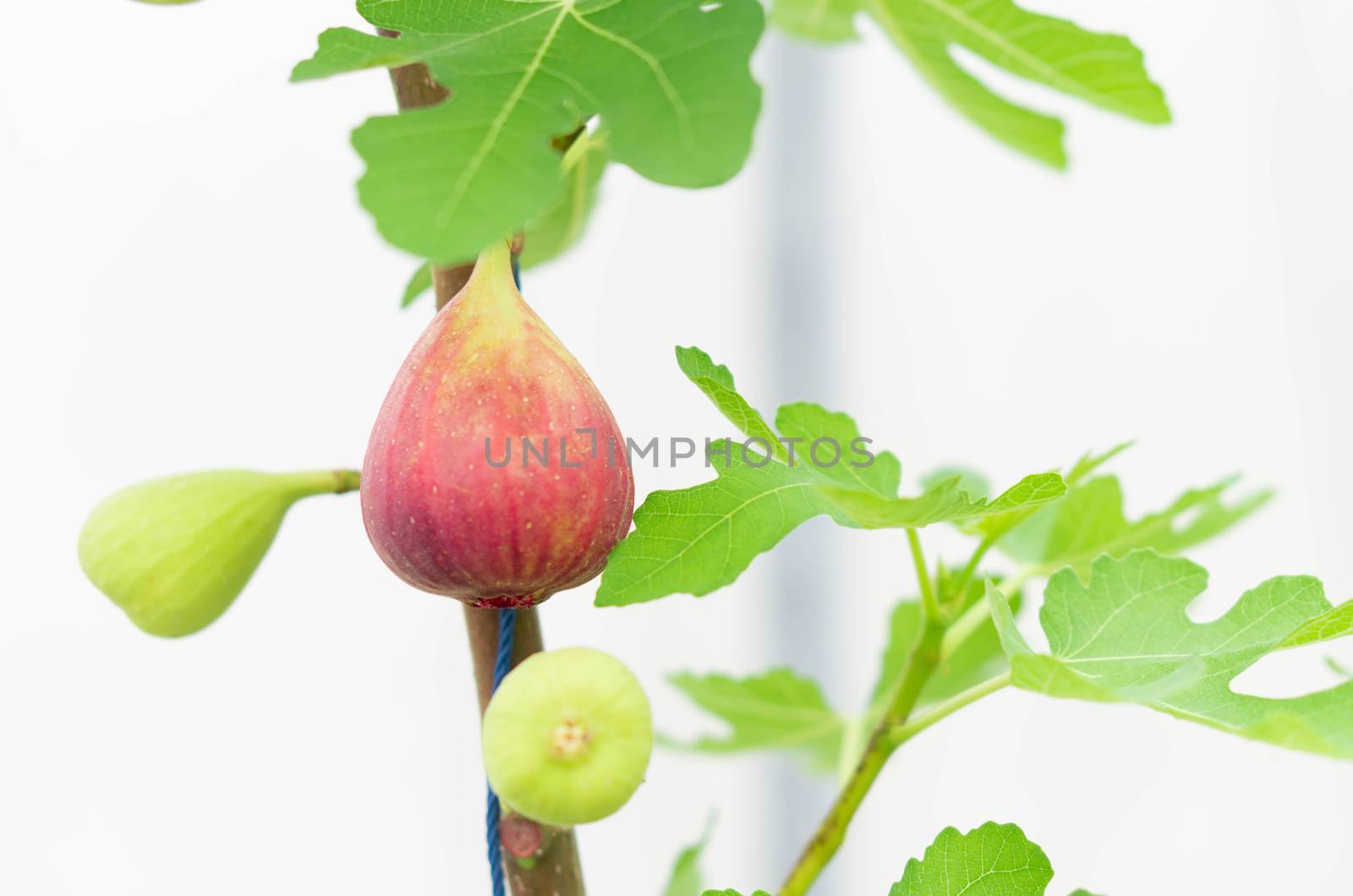 Closeup fig fruit on tree branch, selective focus