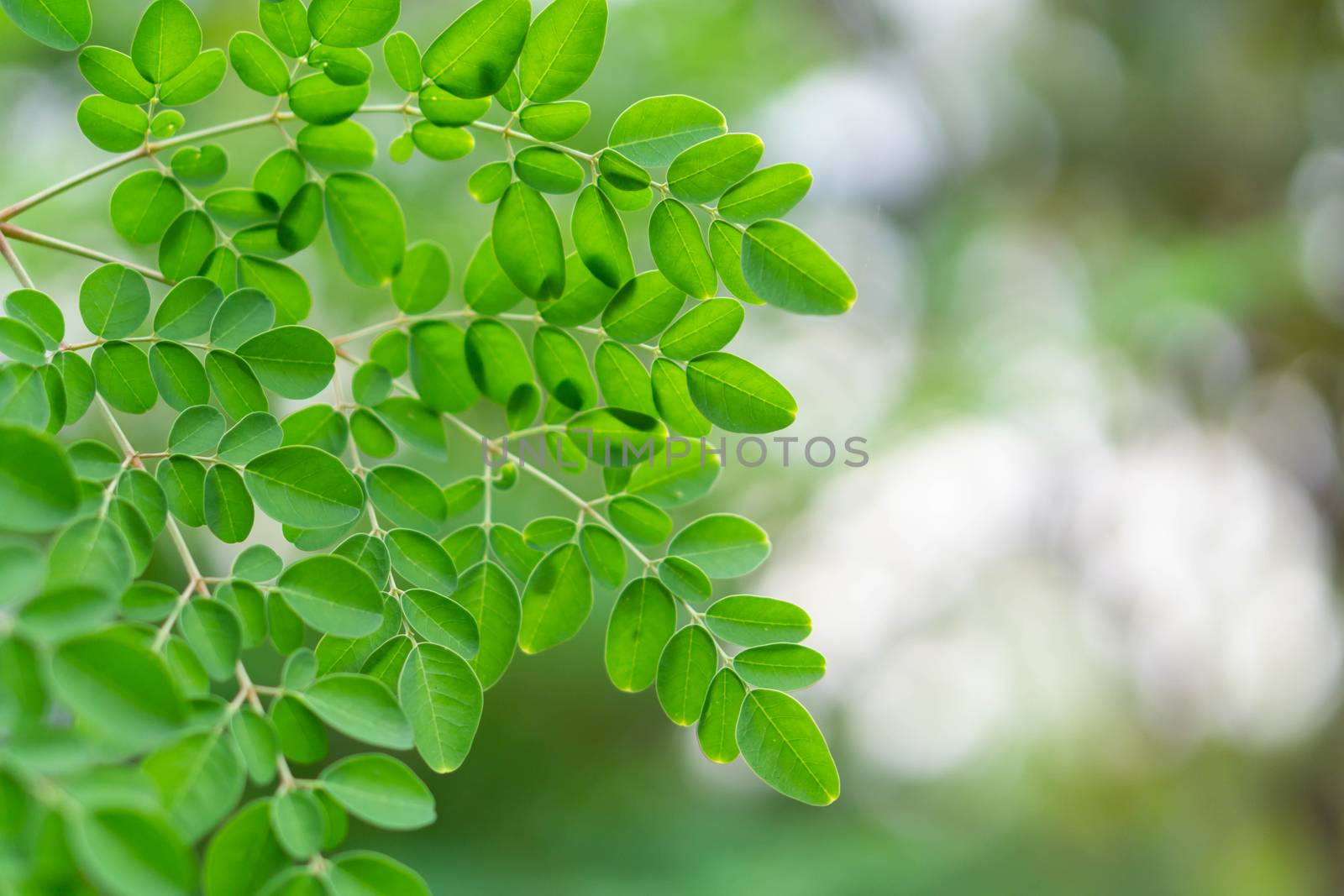 Closeup top view moringa leaves branch, herb and medical concept