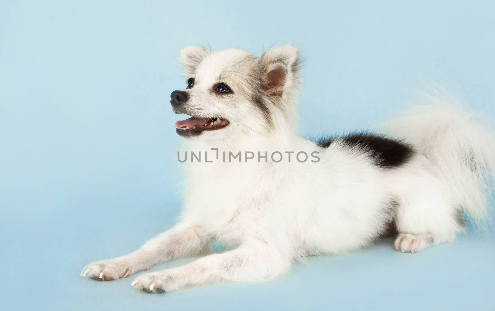 Pomeranian looking something with smile and happy feeling on light blue background