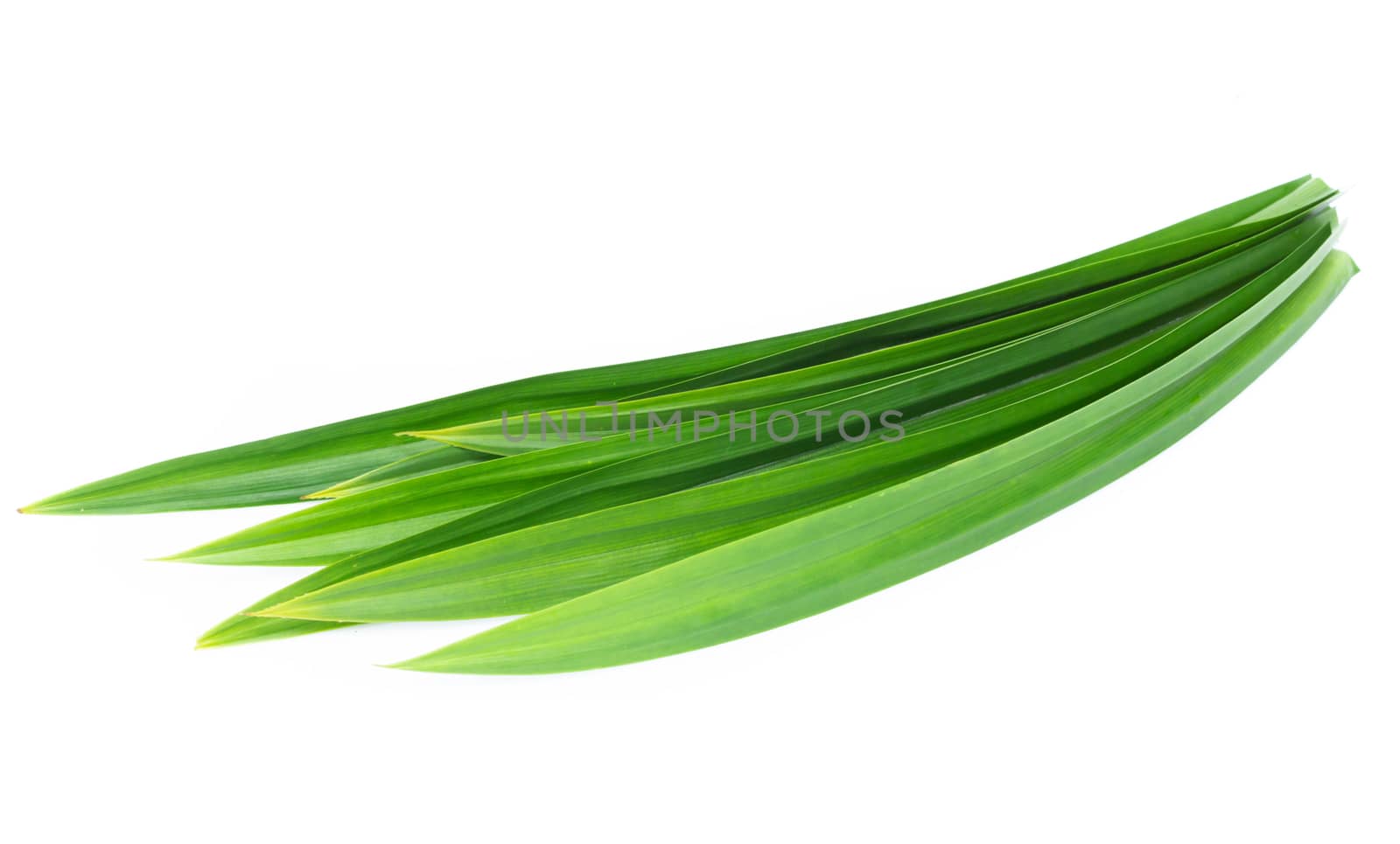 Fresh green pandan leaves isolated on white background by pt.pongsak@gmail.com